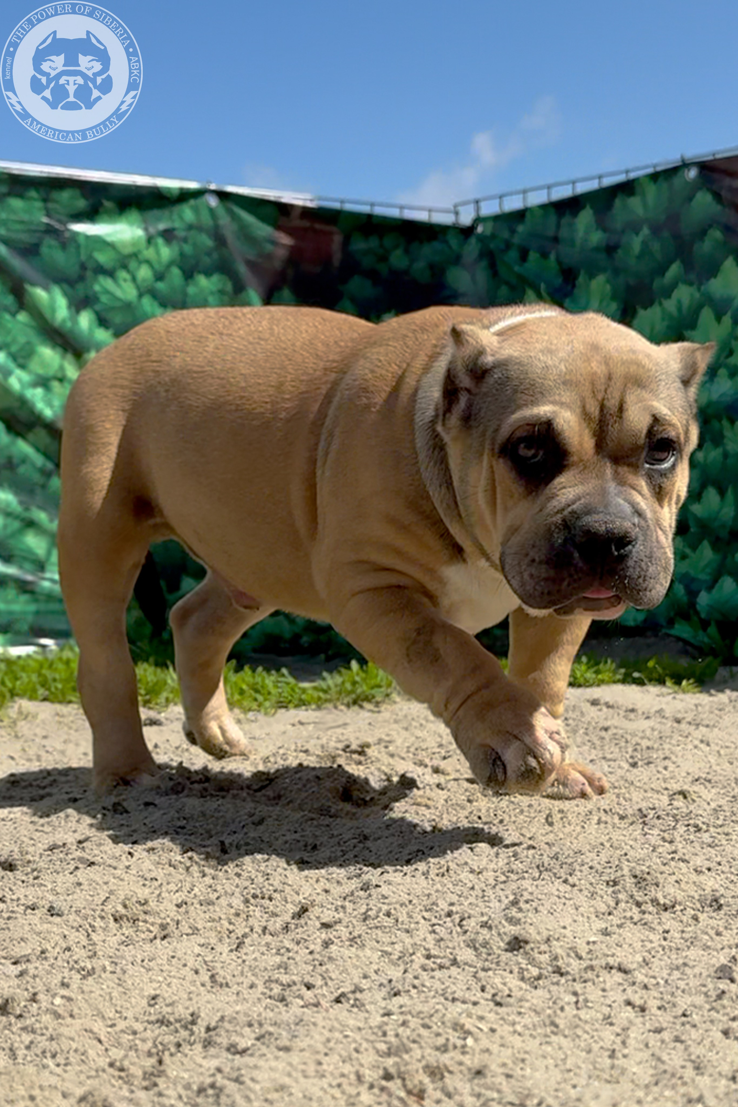 Свободные щенки Американский Булли, в типах покет, классик, стандарт. Американский Булли в г. Ростов-на-Дону. Питомник THE POWER OF SIBERIA