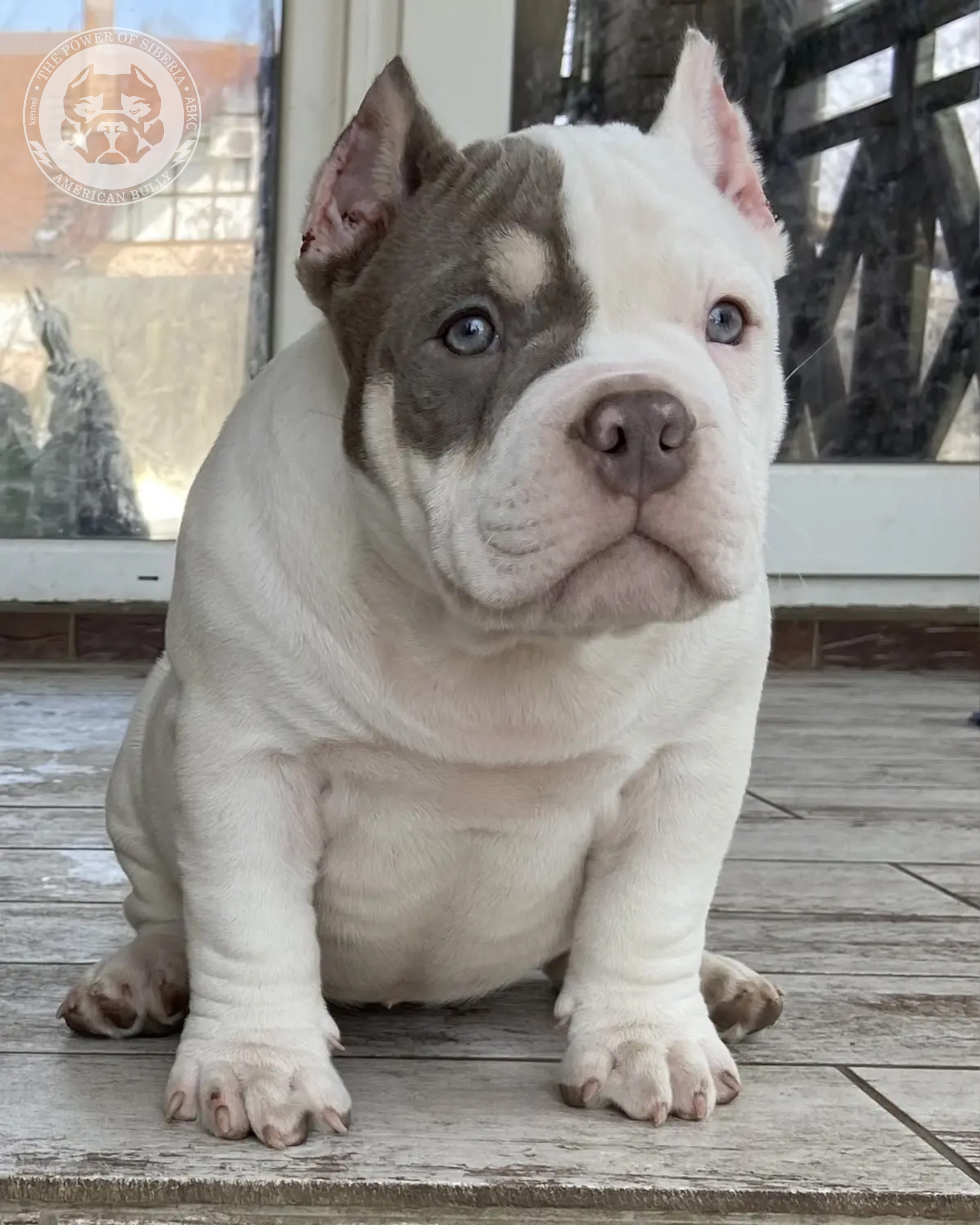 Свободные щенки Американский Булли покет. Американский Булли в г. Ростов-на-Дону. Питомник THE POWER OF SIBERIA