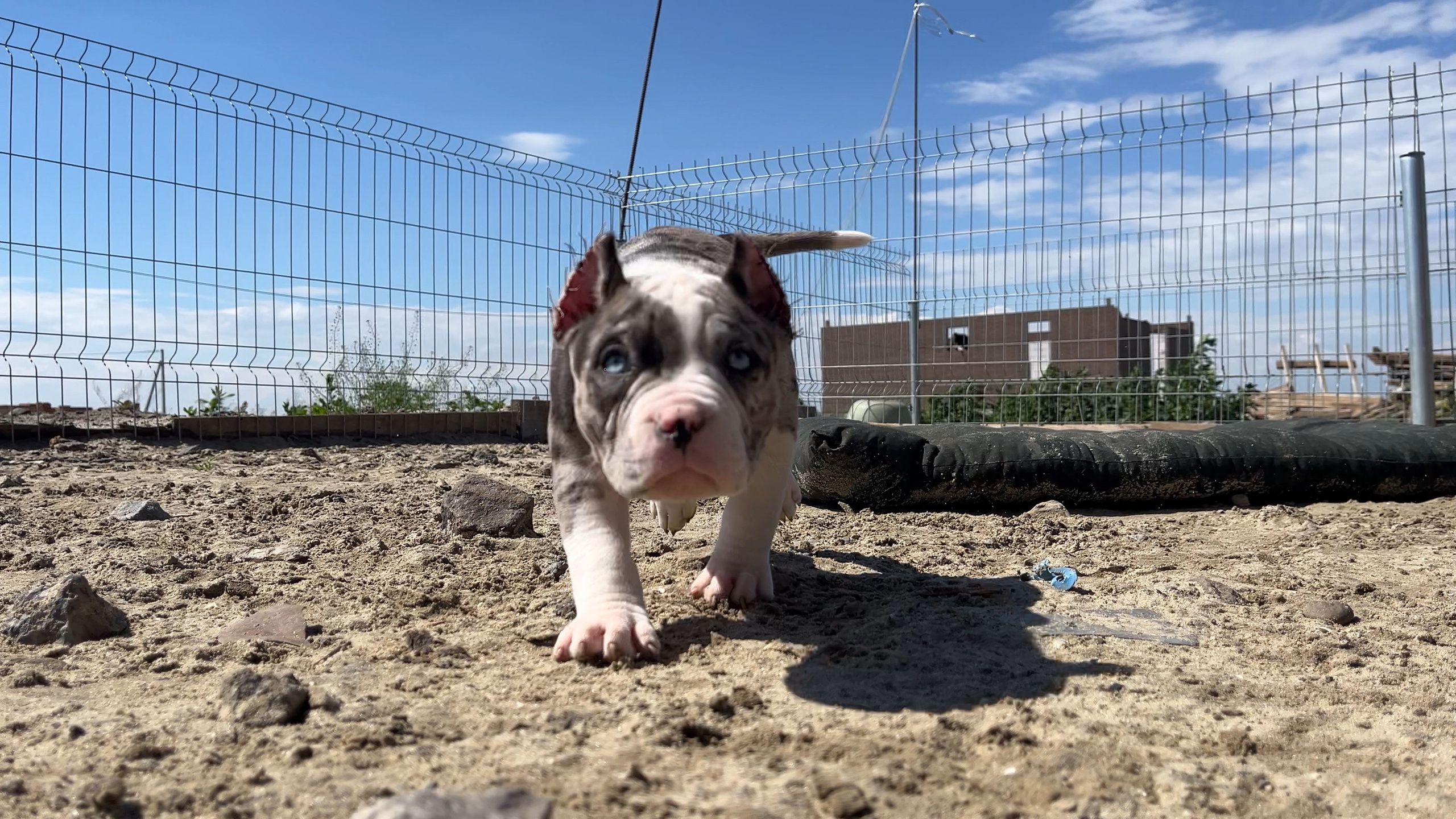 Фотографии Керри Американского булли Классик в возрасте 4 мес. Американский Булли в г. Ростов-на-Дону. Питомник THE POWER OF SIBERIA
