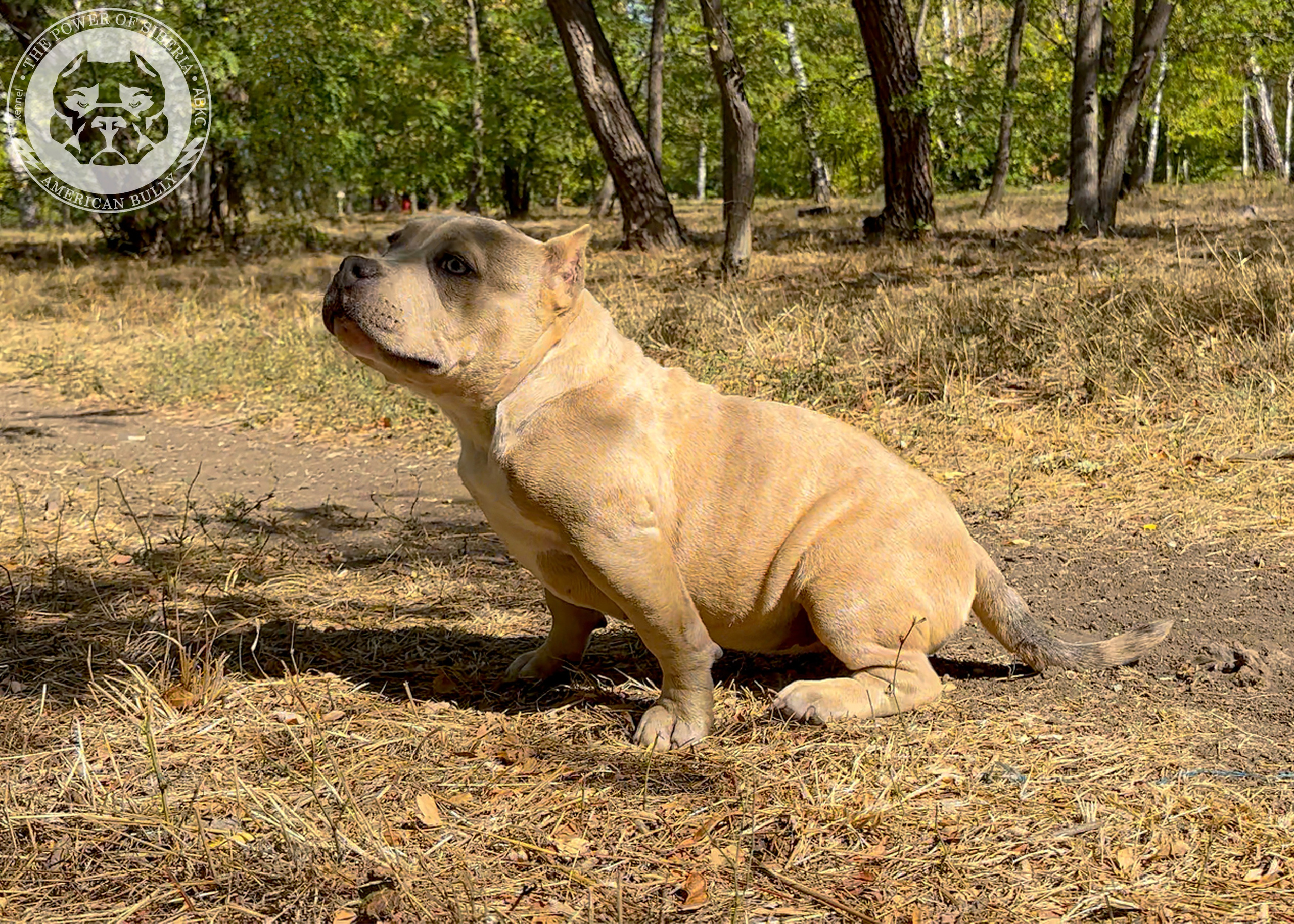 Помет Каспер и Тагира. 21.04.25. Американский Булли в г. Ростов-на-Дону. Питомник THE POWER OF SIBERIA