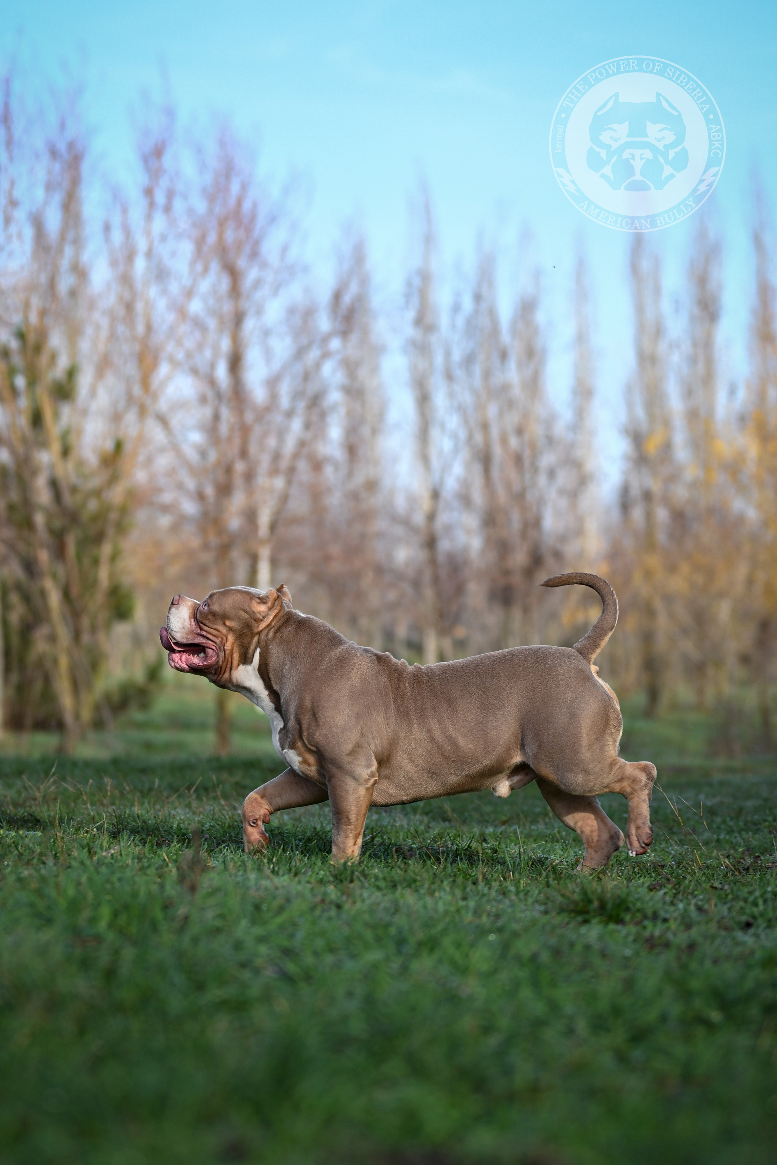FORTIS FORTUNA VALIDI TURUK. Американский Булли в г. Ростов-на-Дону. Питомник THE POWER OF SIBERIA