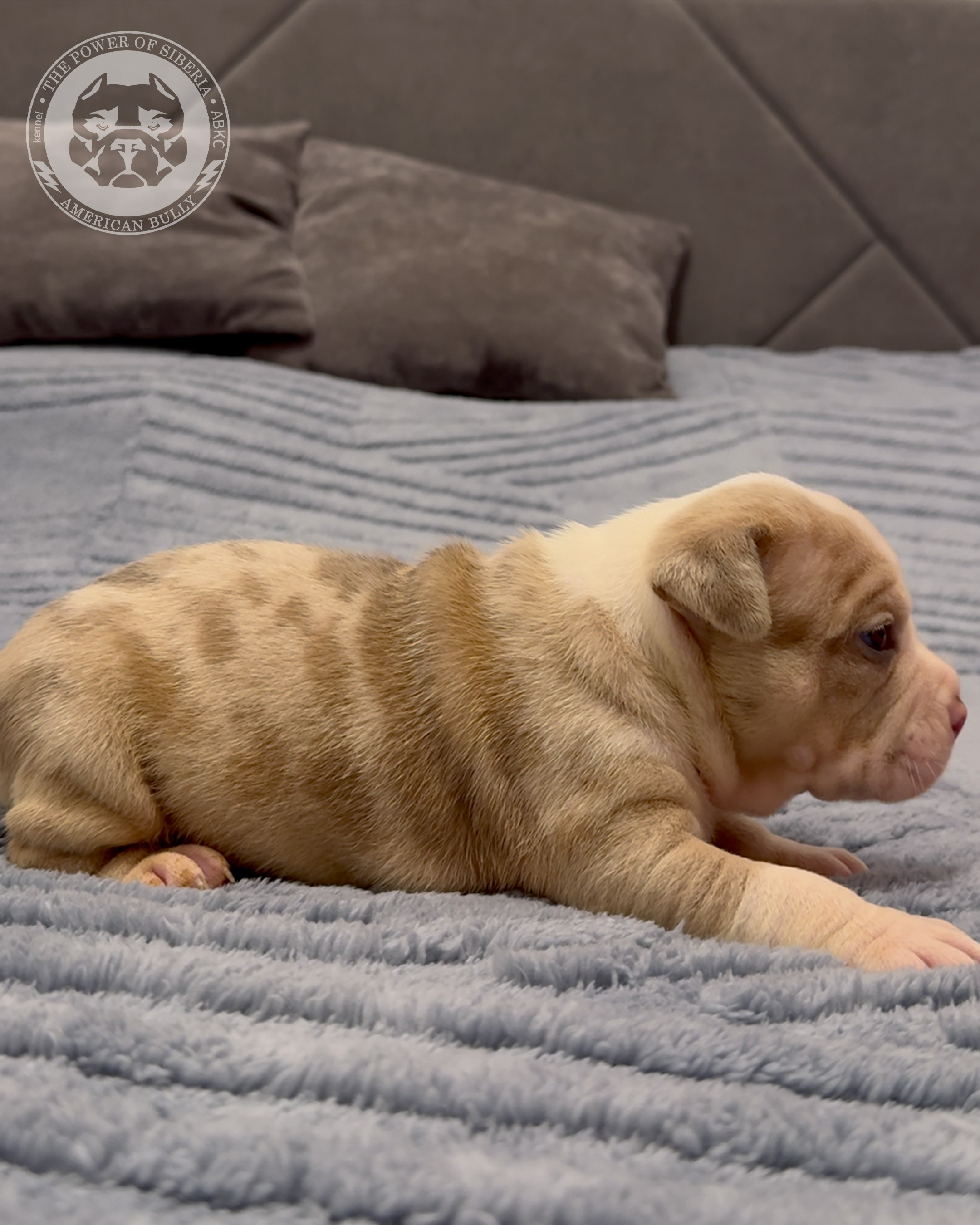 Свободные щенки Американский Булли, в типах покет, классик, стандарт. Американский Булли в г. Ростов-на-Дону. Питомник THE POWER OF SIBERIA