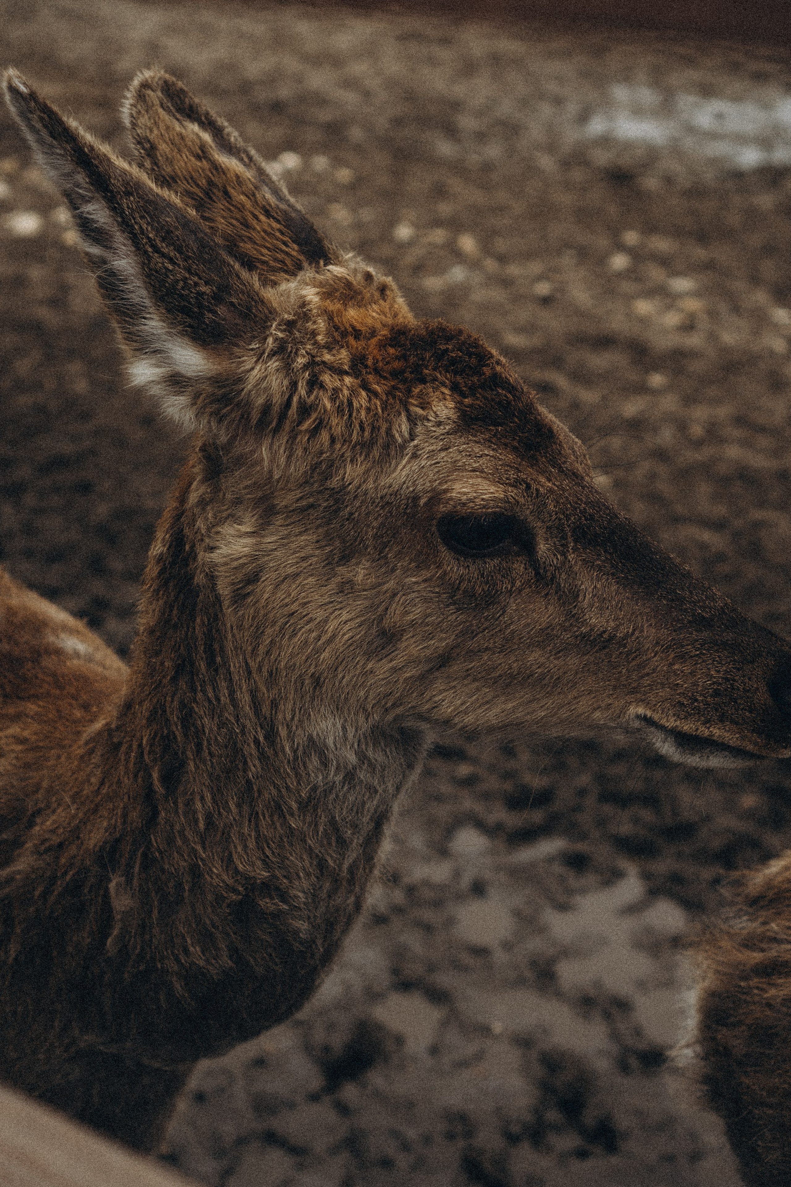 ОЛЕНЬЯ ФЕРМА В ТВЕРИ. Профессиональный фотограф, Санкт-Петербург — Виктория Богомолова