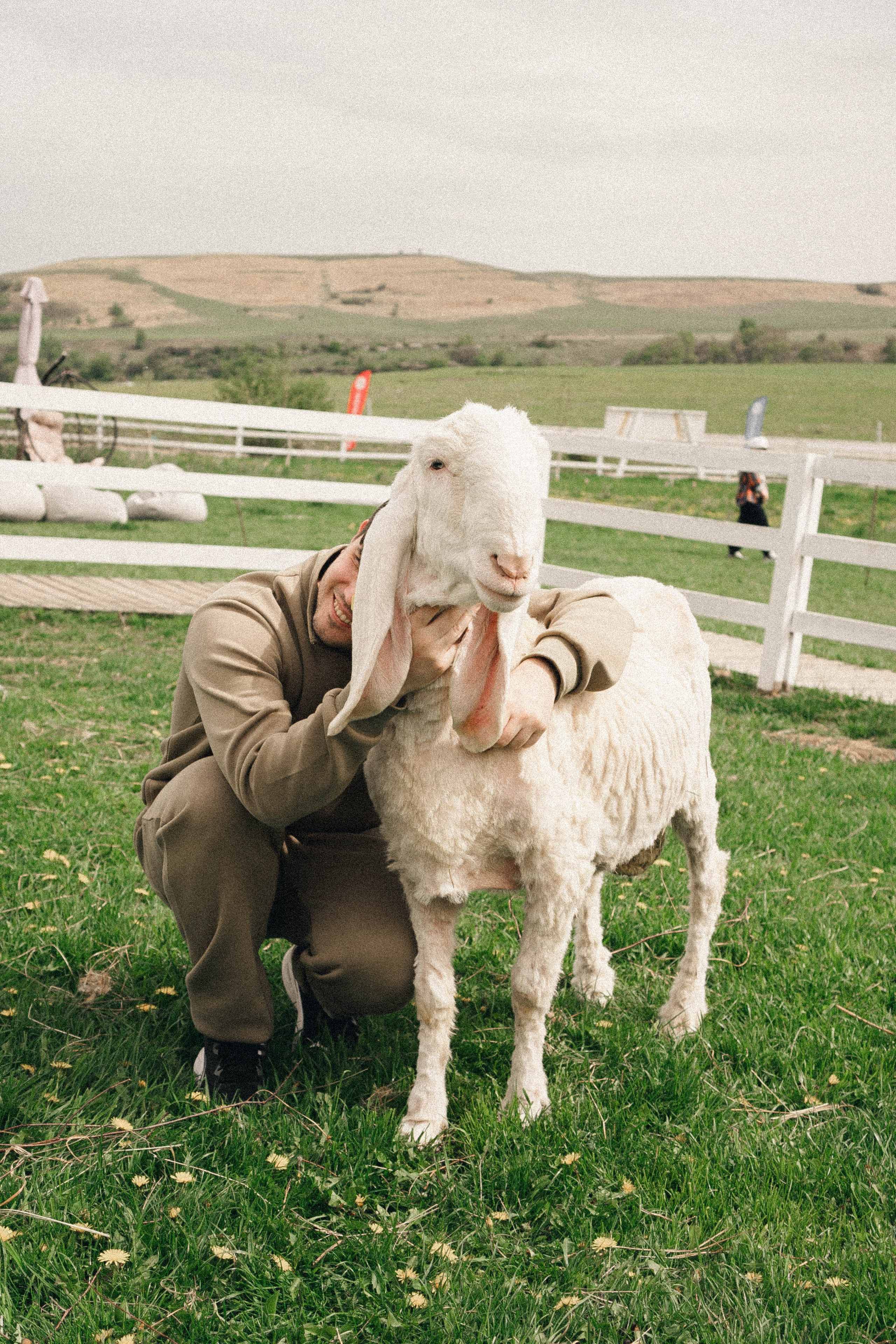 Ферма Альпак. Профессиональный фотограф, Санкт-Петербург — Виктория Богомолова