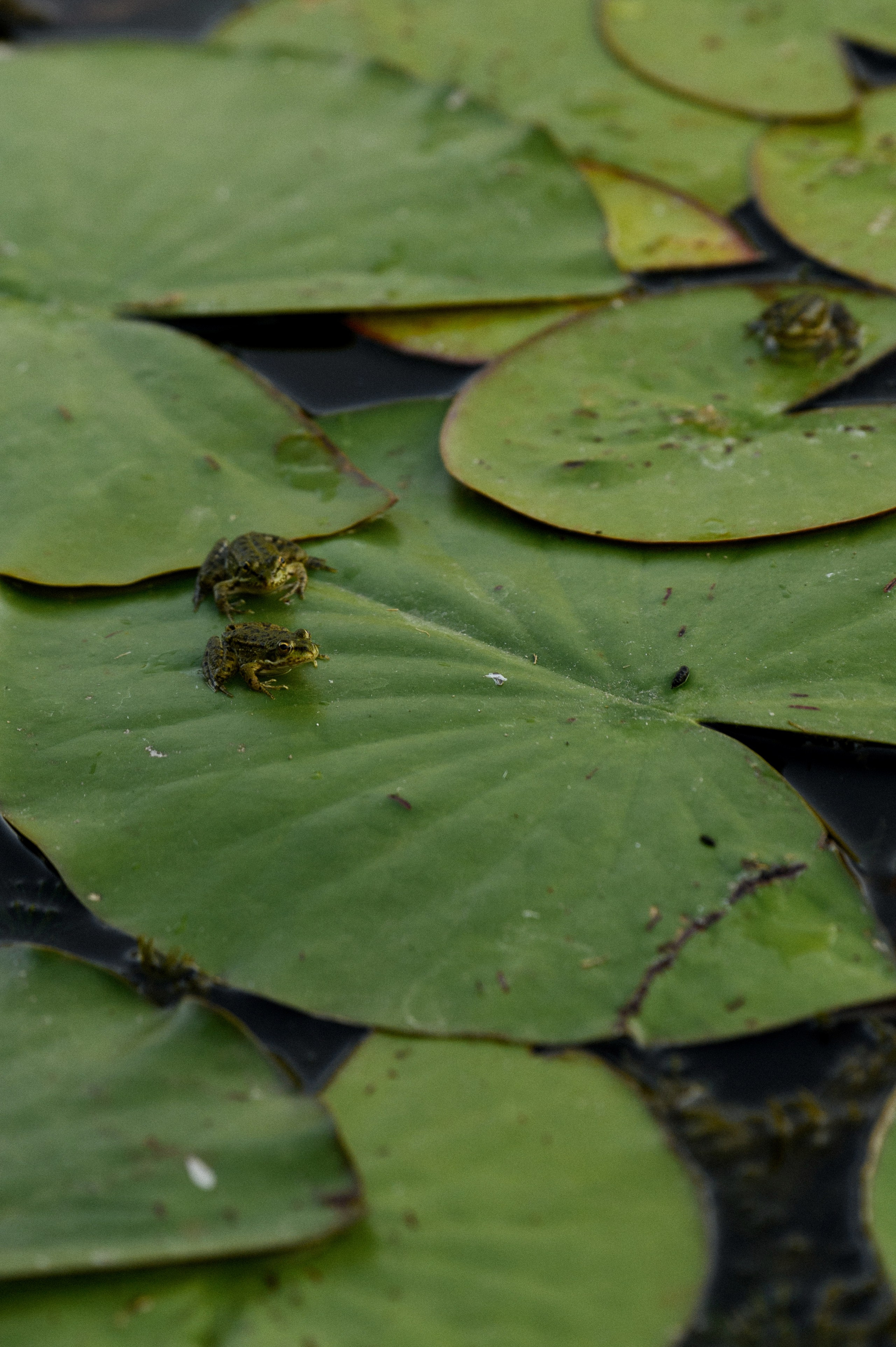 Денис и Света. Свадебный фотограф и видеограф