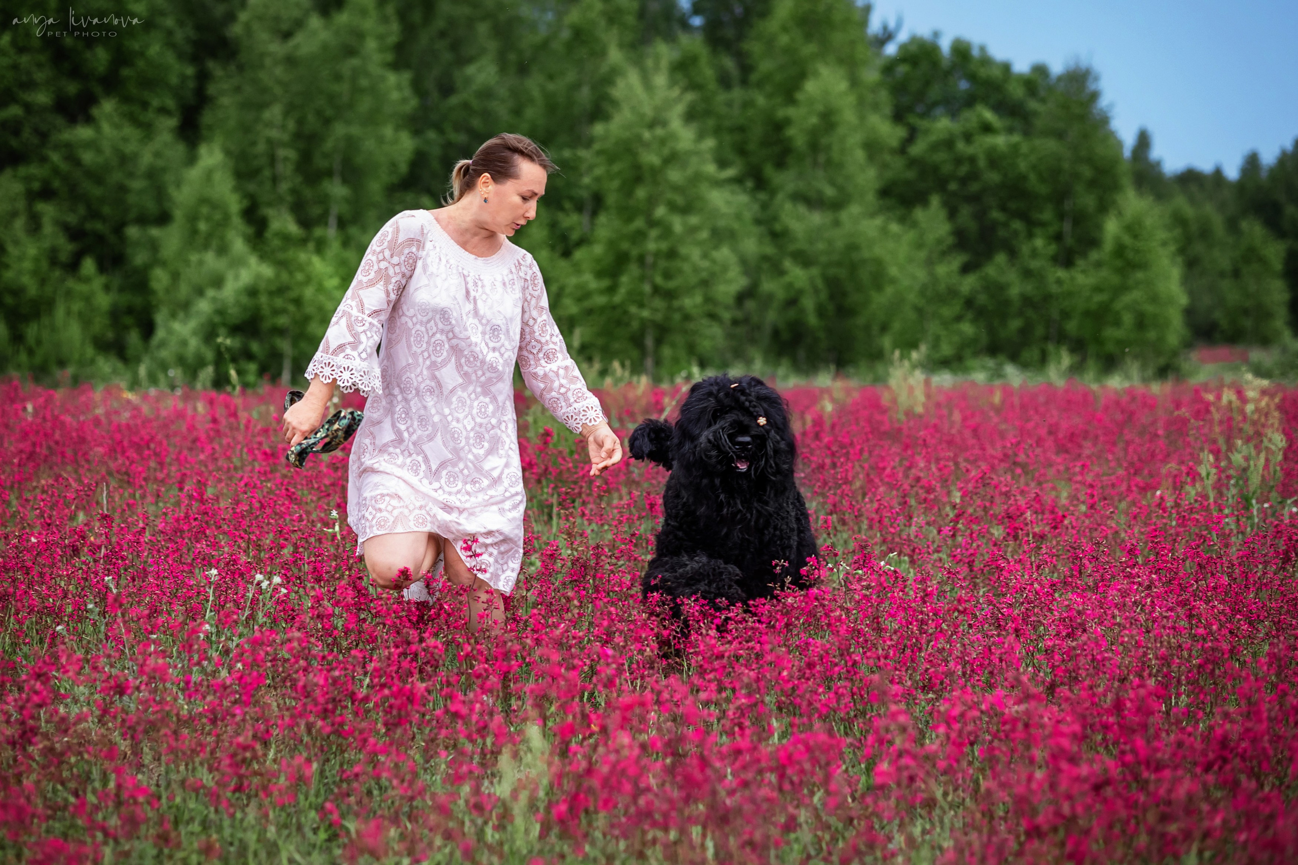 Смолка клейкая. Фотограф анималист Аня Ливанова | Рыбинск