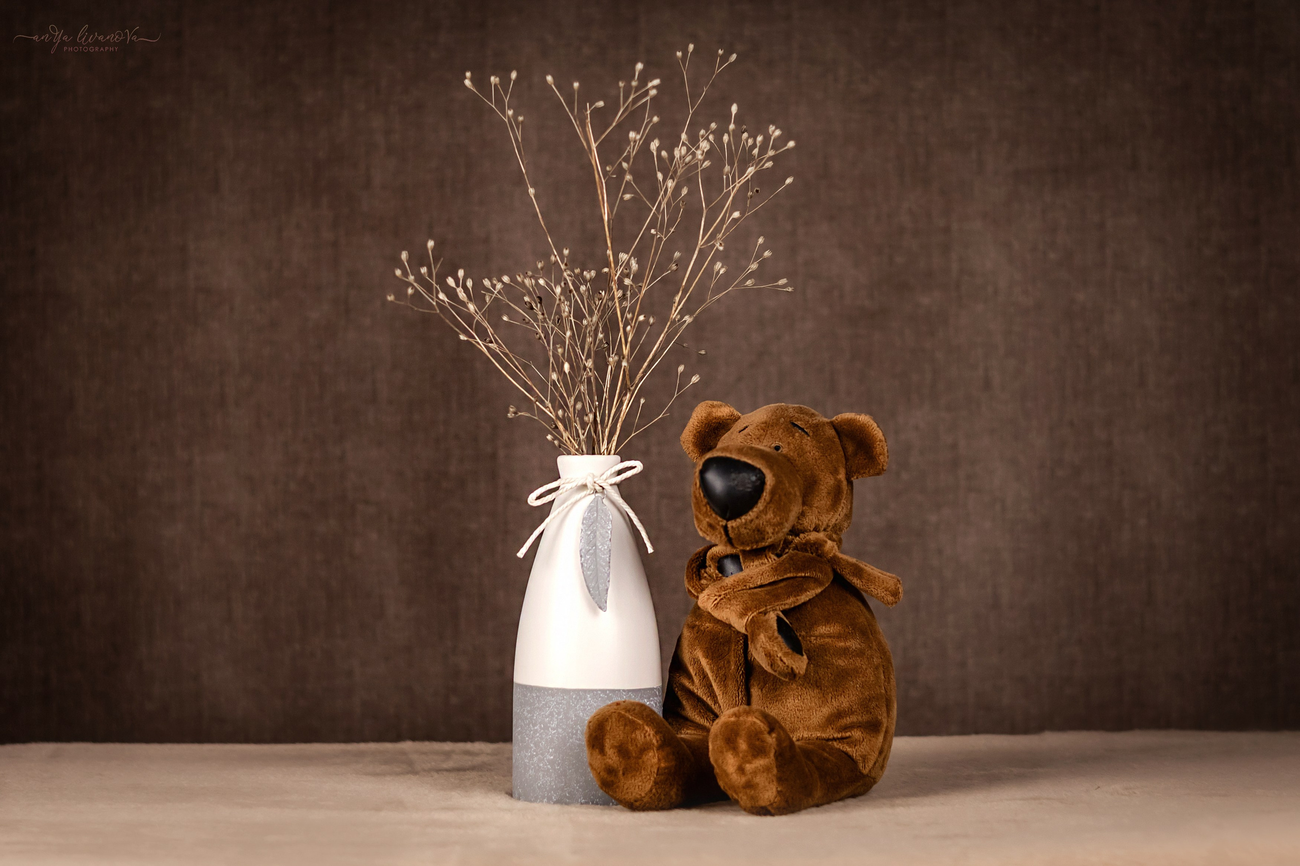 Коричневый фон. Фотограф анималист Аня Ливанова | Рыбинск