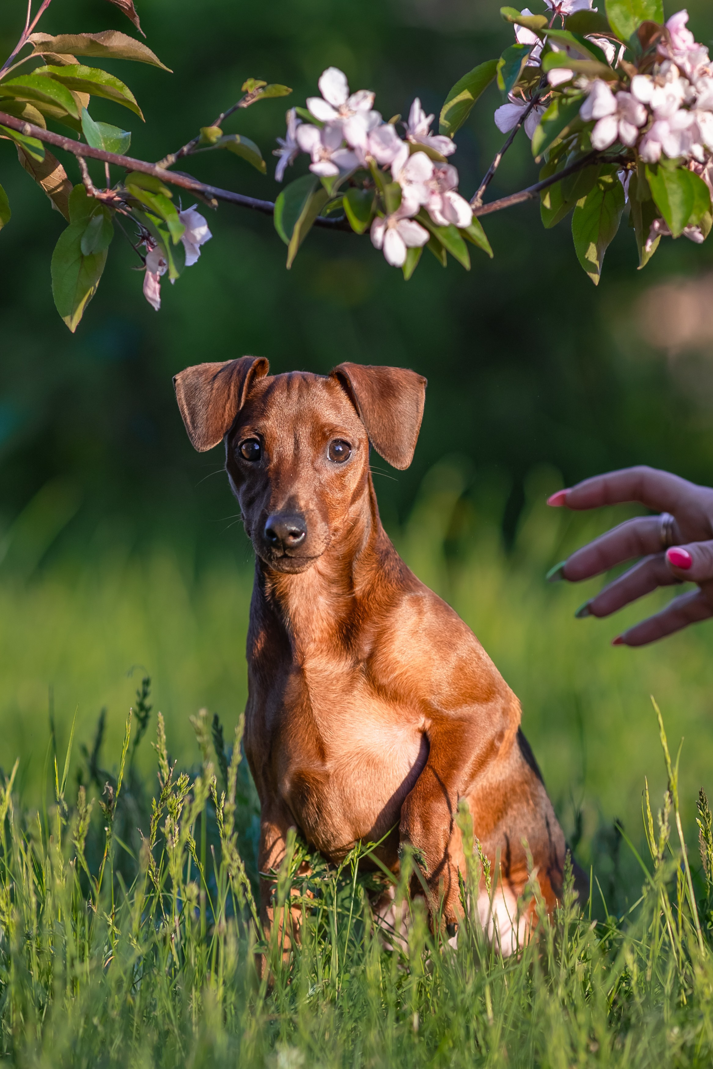 Пинчерята. Фотограф анималист Аня Ливанова | Рыбинск