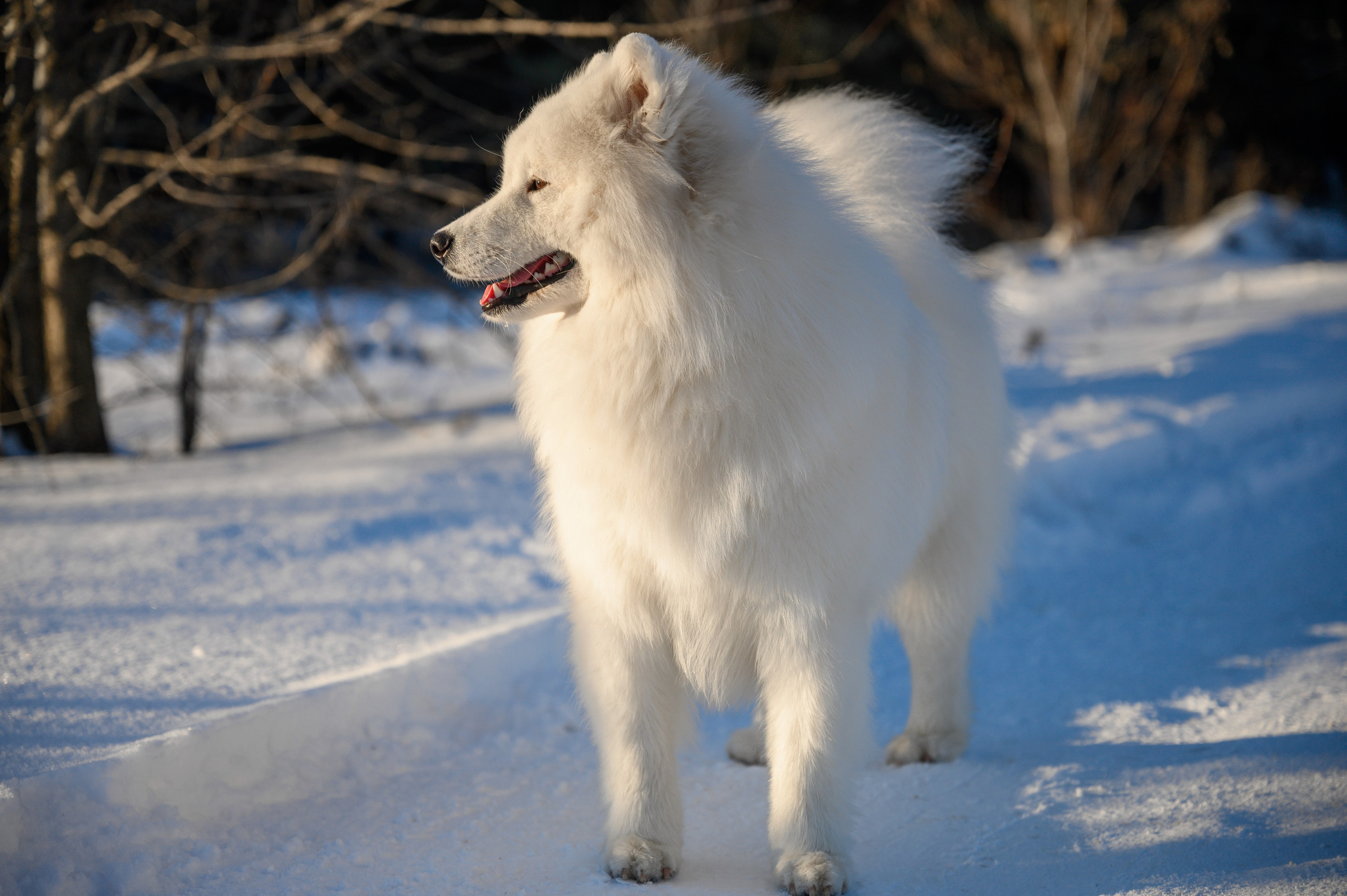 Самоед Тайфун. Bazarkom-photo.ru Фотограф Виктор Оськин в Старом Осколе
