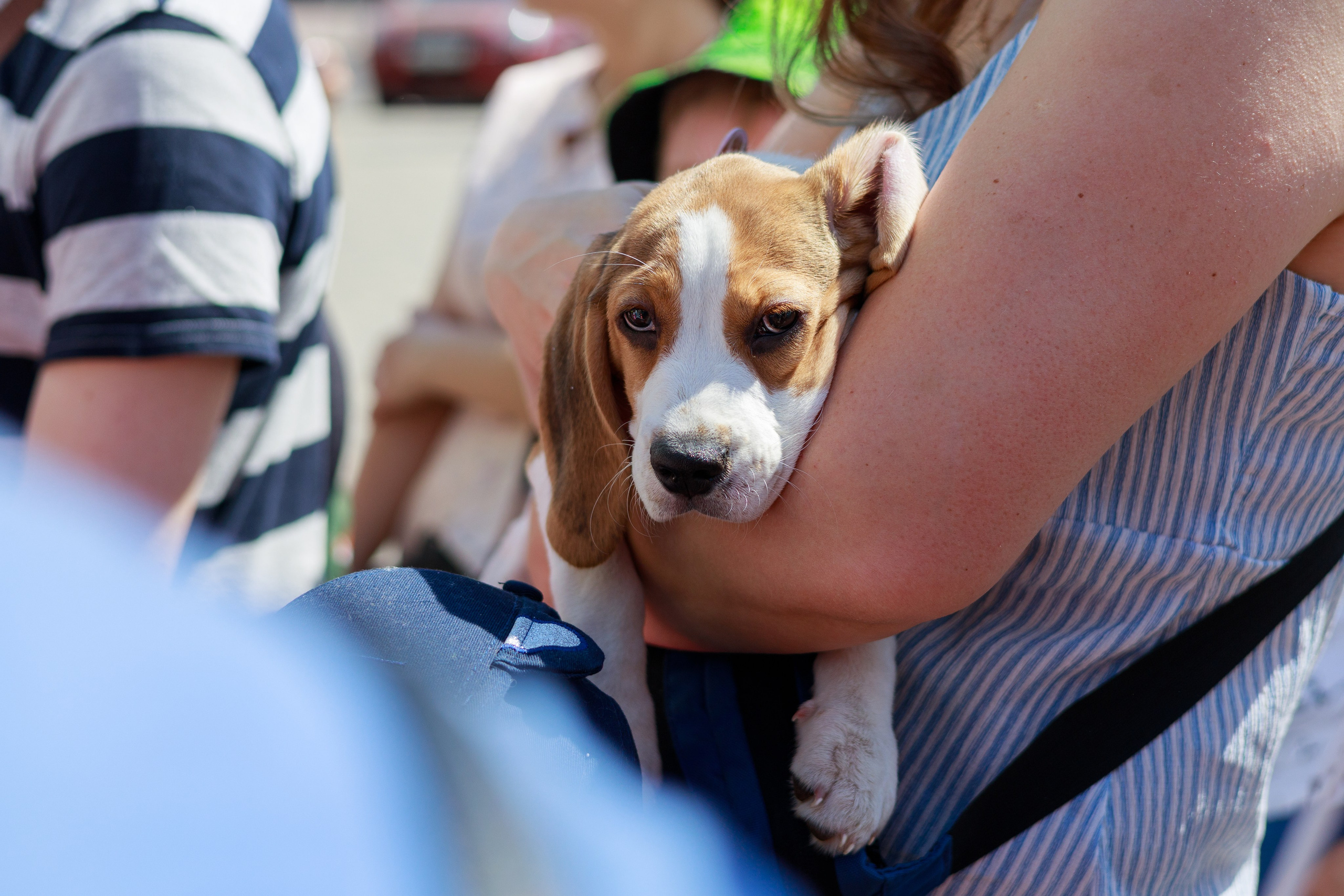 Городское мероприятие сормовские зори. Фотограф Надршина Лилия