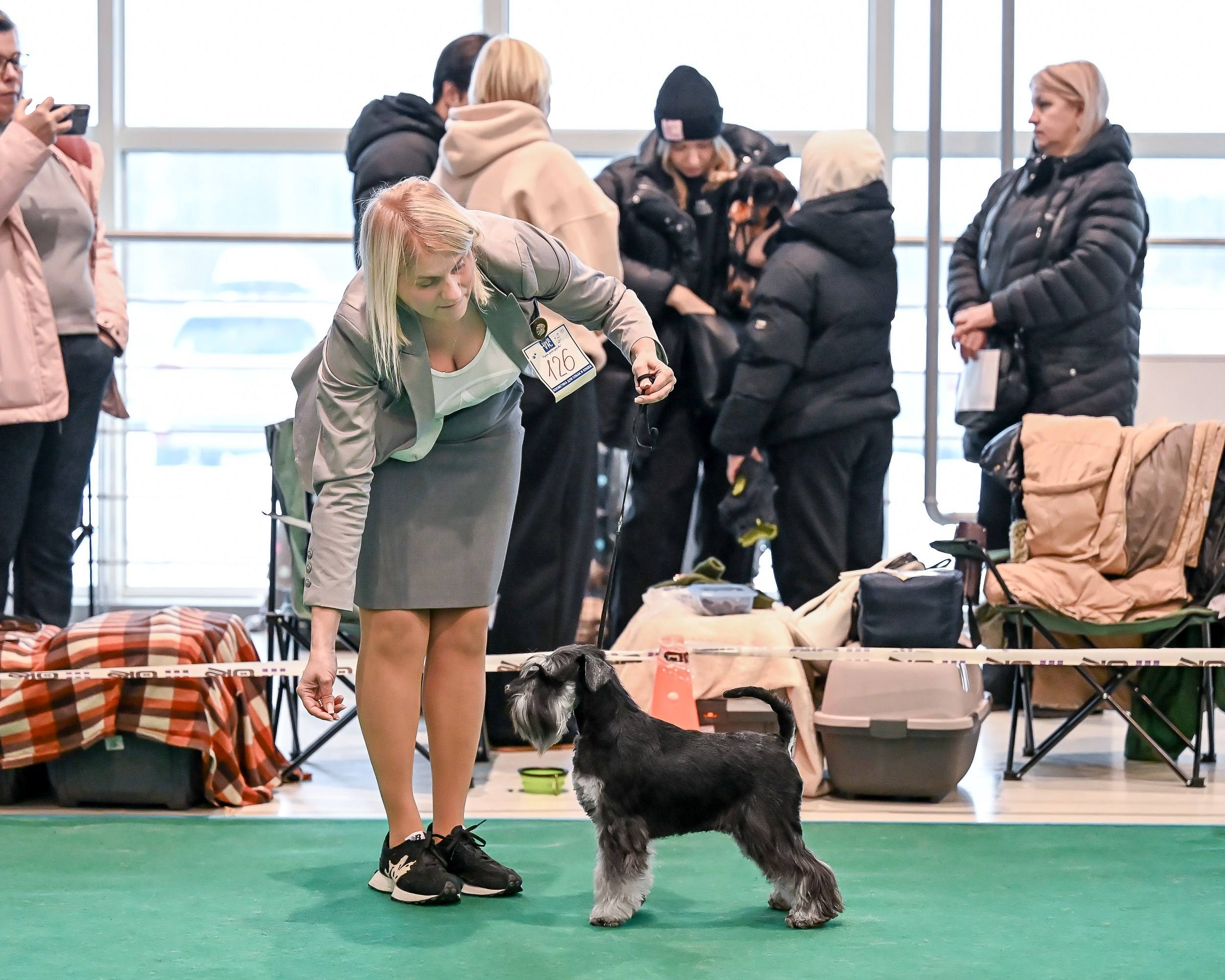 Бъянка/ Delinso Balance Cinzano Bianco. Питомник цвергшнауцеров в Беларуси «Делинсо Бэлэнс»