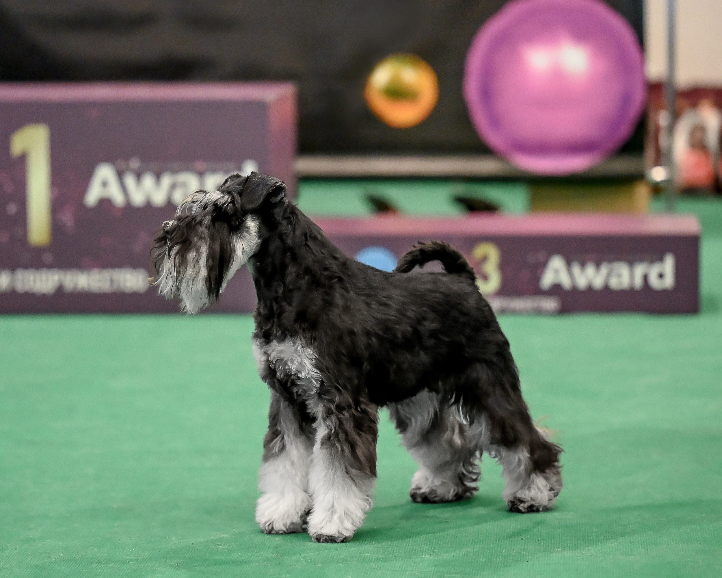 Зари/DELINSO BALANCE CZESARIA ZARI. Питомник цвергшнауцеров в Беларуси «Делинсо Бэлэнс»