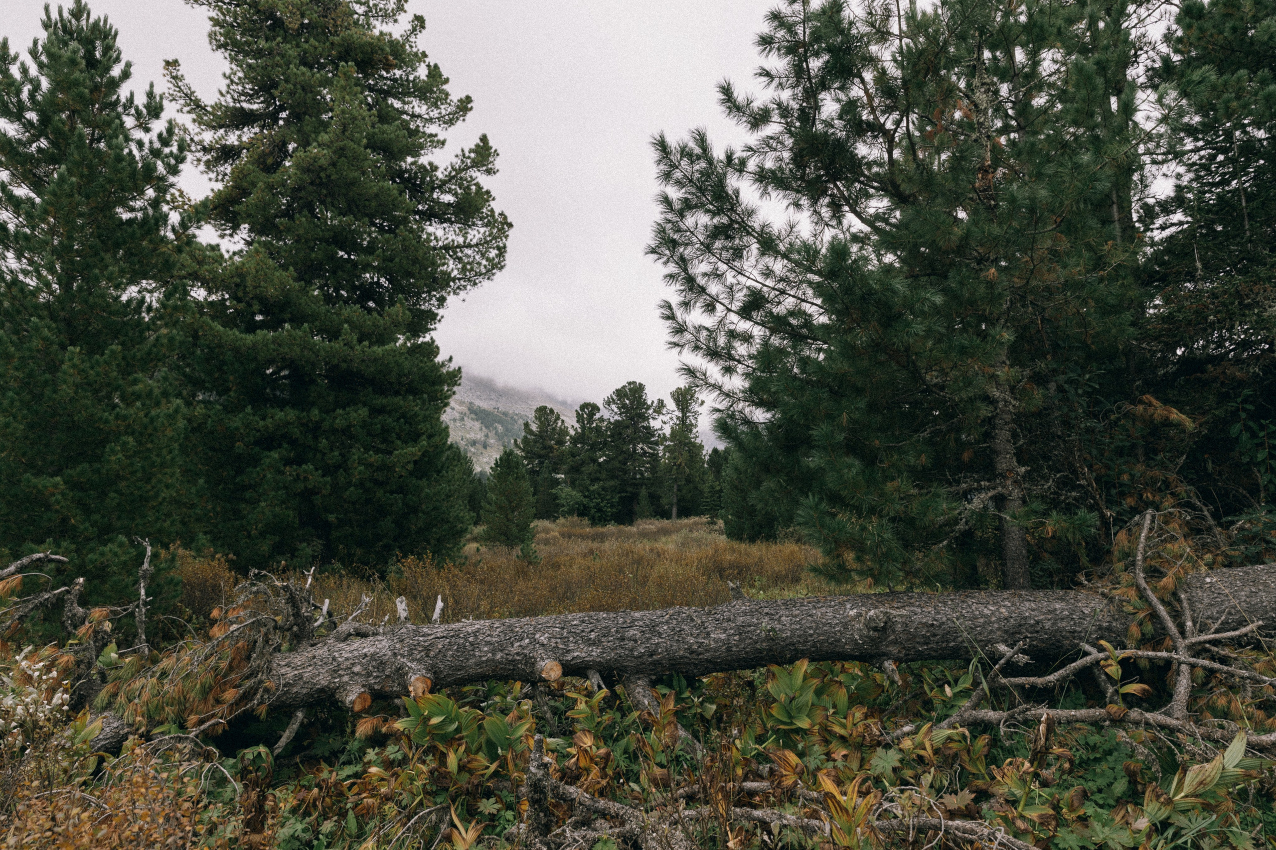 Алтай, природа и эстетика. Александр Чернин. Семейный и событийный фотограф