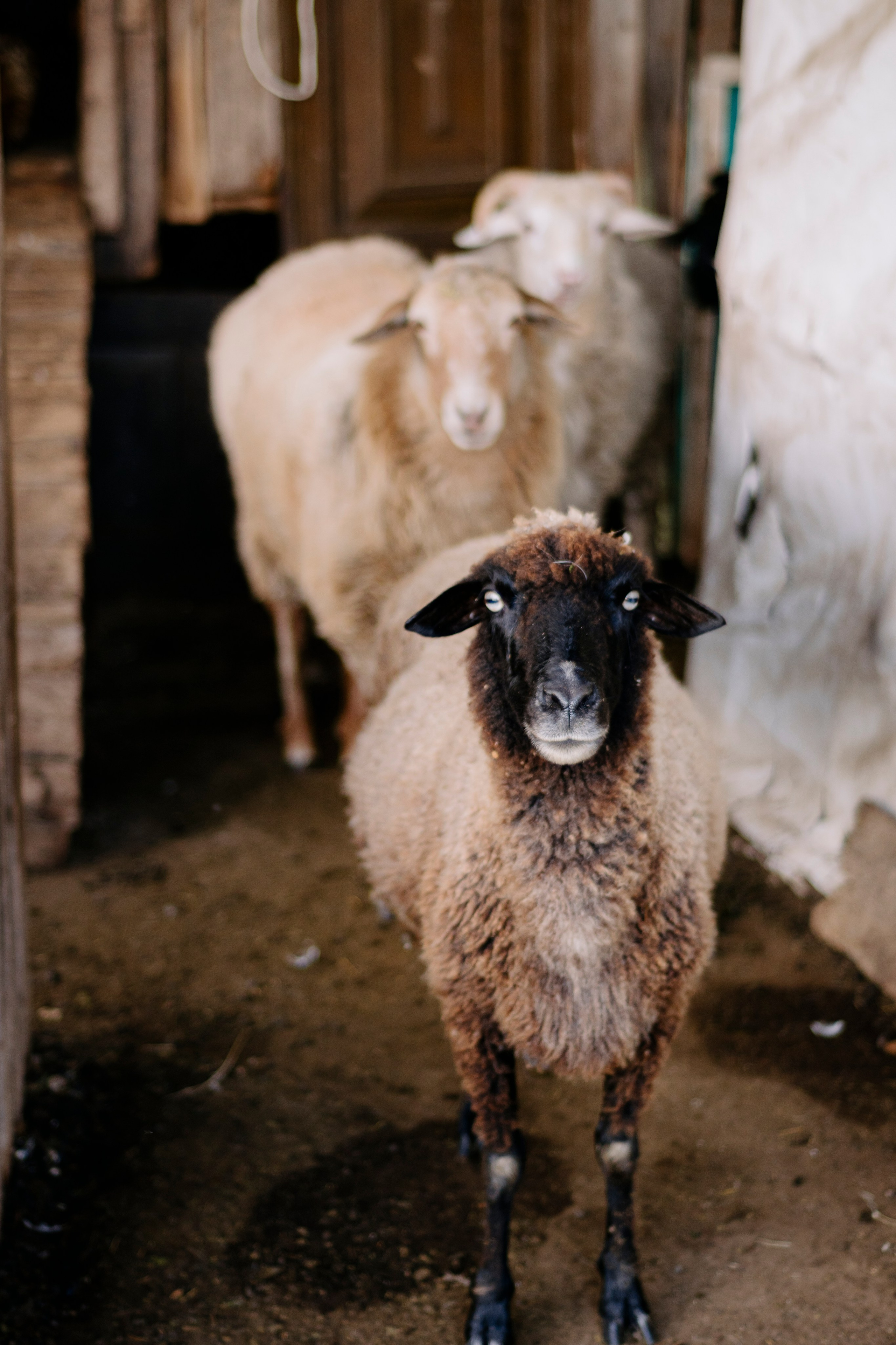 Абхазия. Iraogo