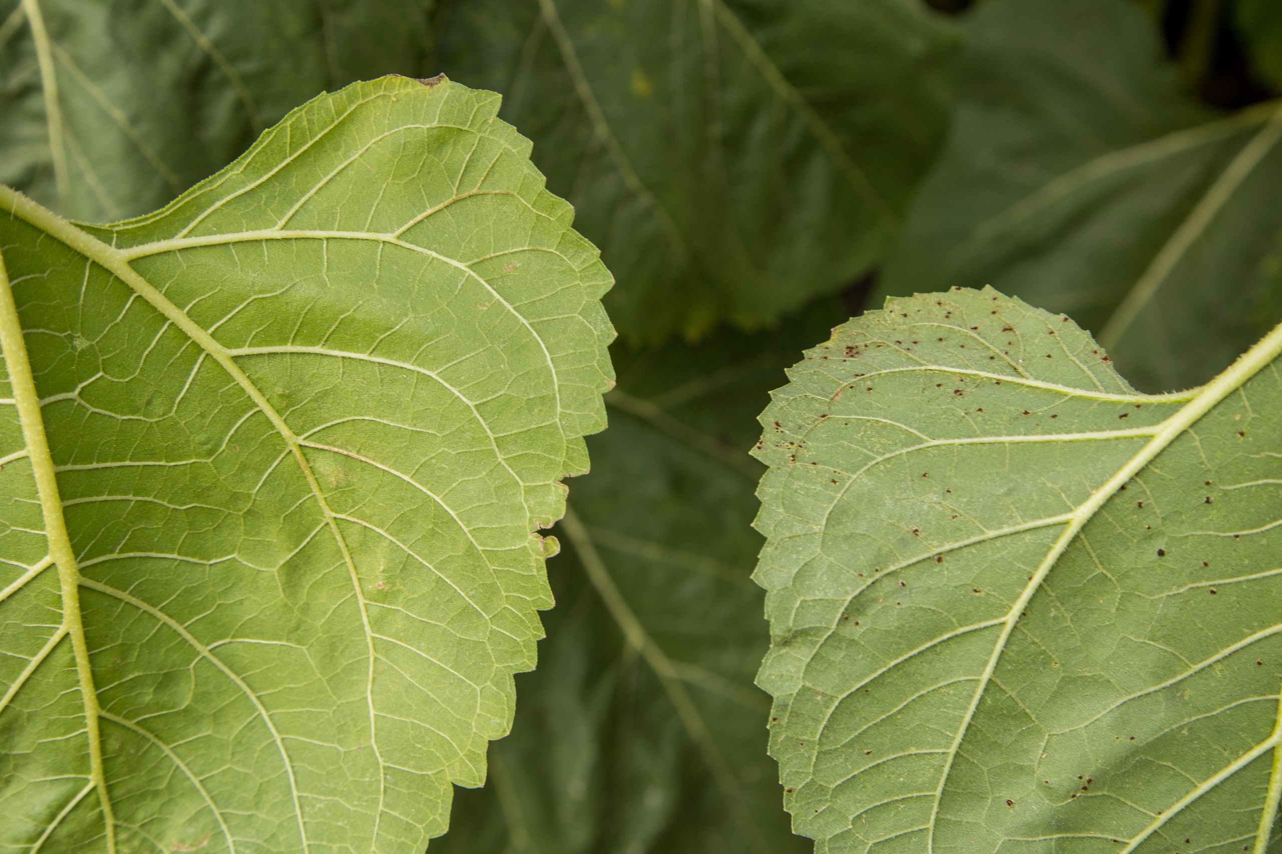 Решения для сельского хозяйства BASF 16.08.2022. Владислав Волков | Фотография и видеосъемка в Воронеже