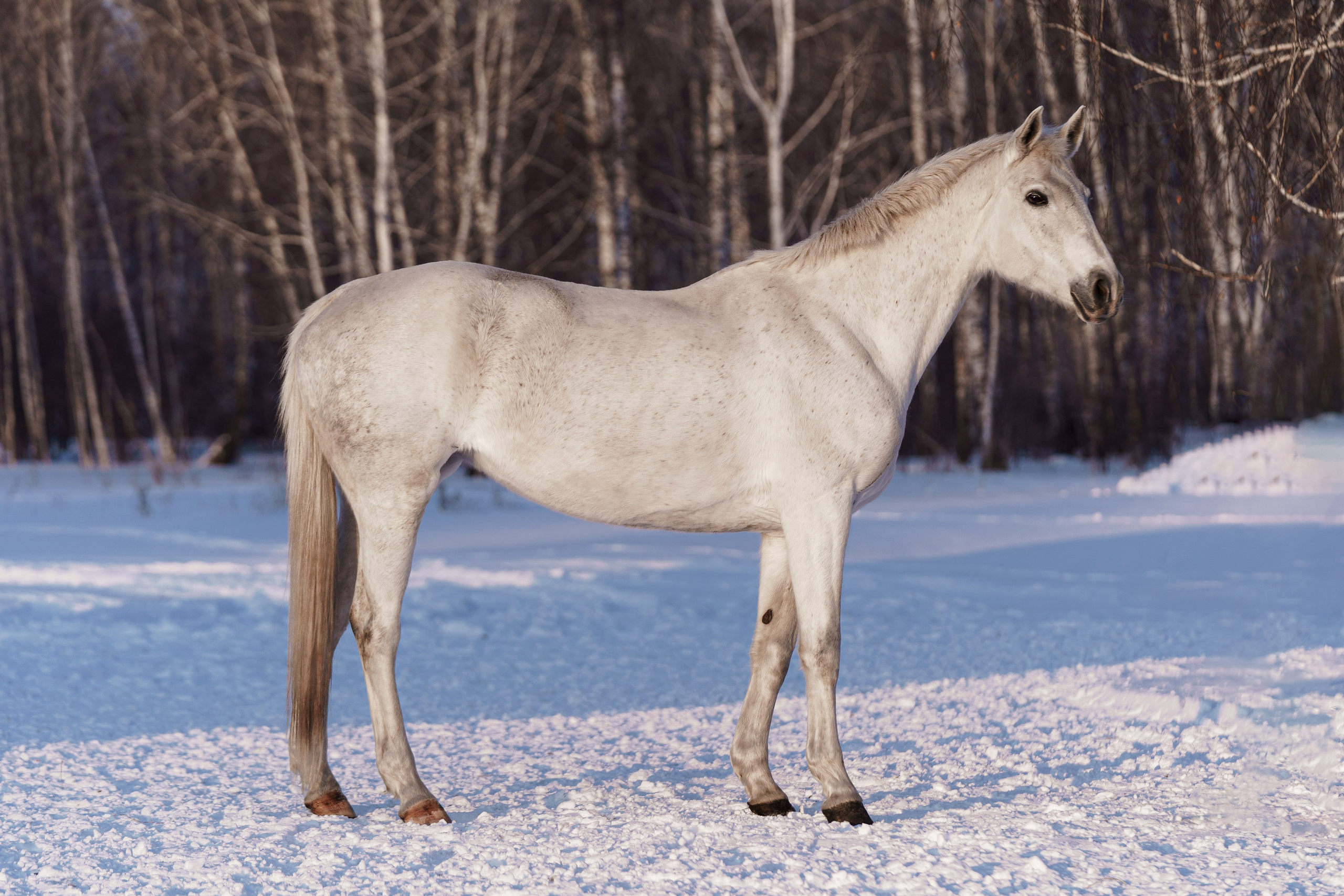 Памела. Главная