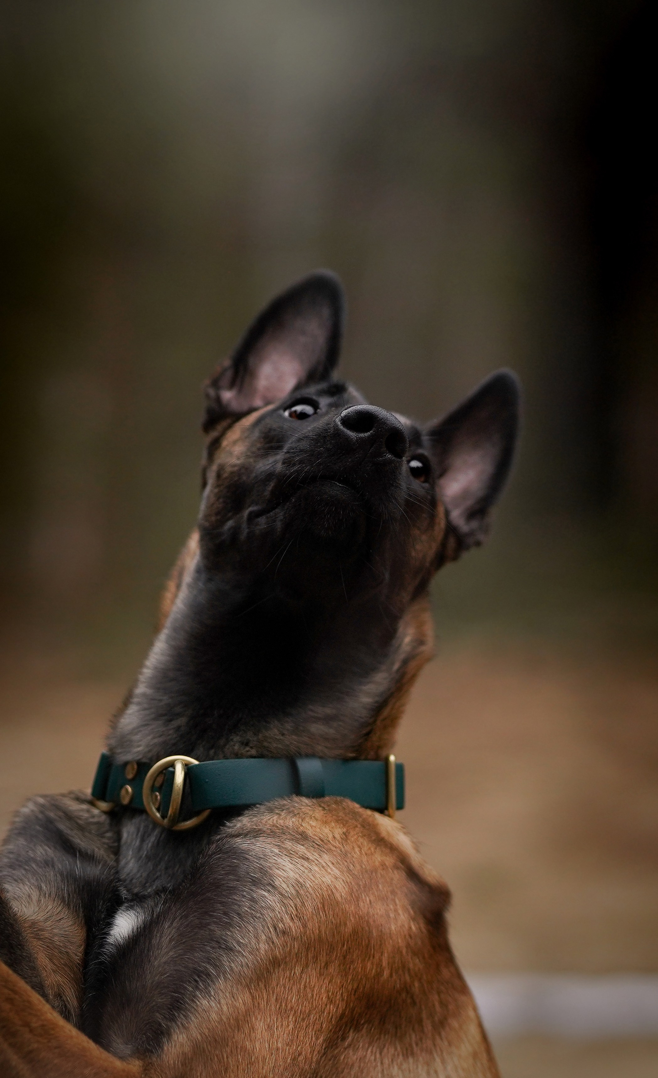 Панда и Эста. Фотограф-анималист в Санкт-Петербурге Яна Мартынова