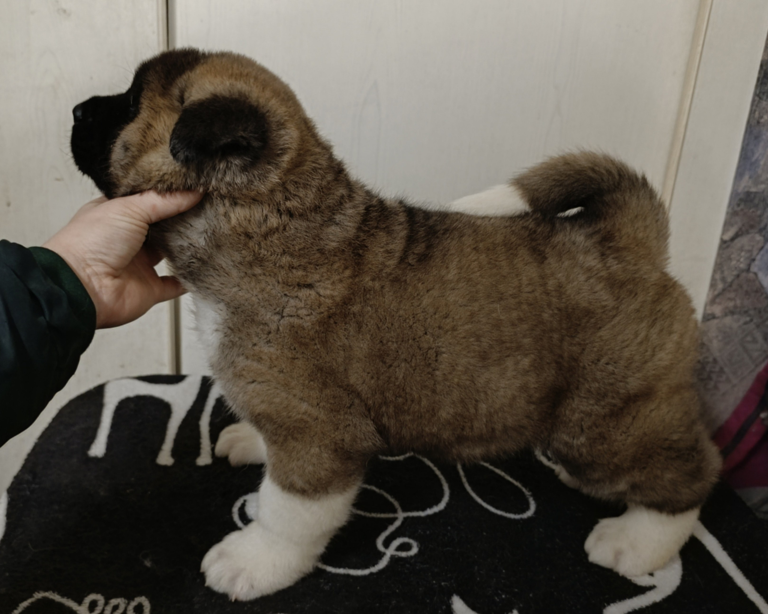 Rubylight Cirrus. Американская акита I Сиба ину I Питомник RUBYLIGHT