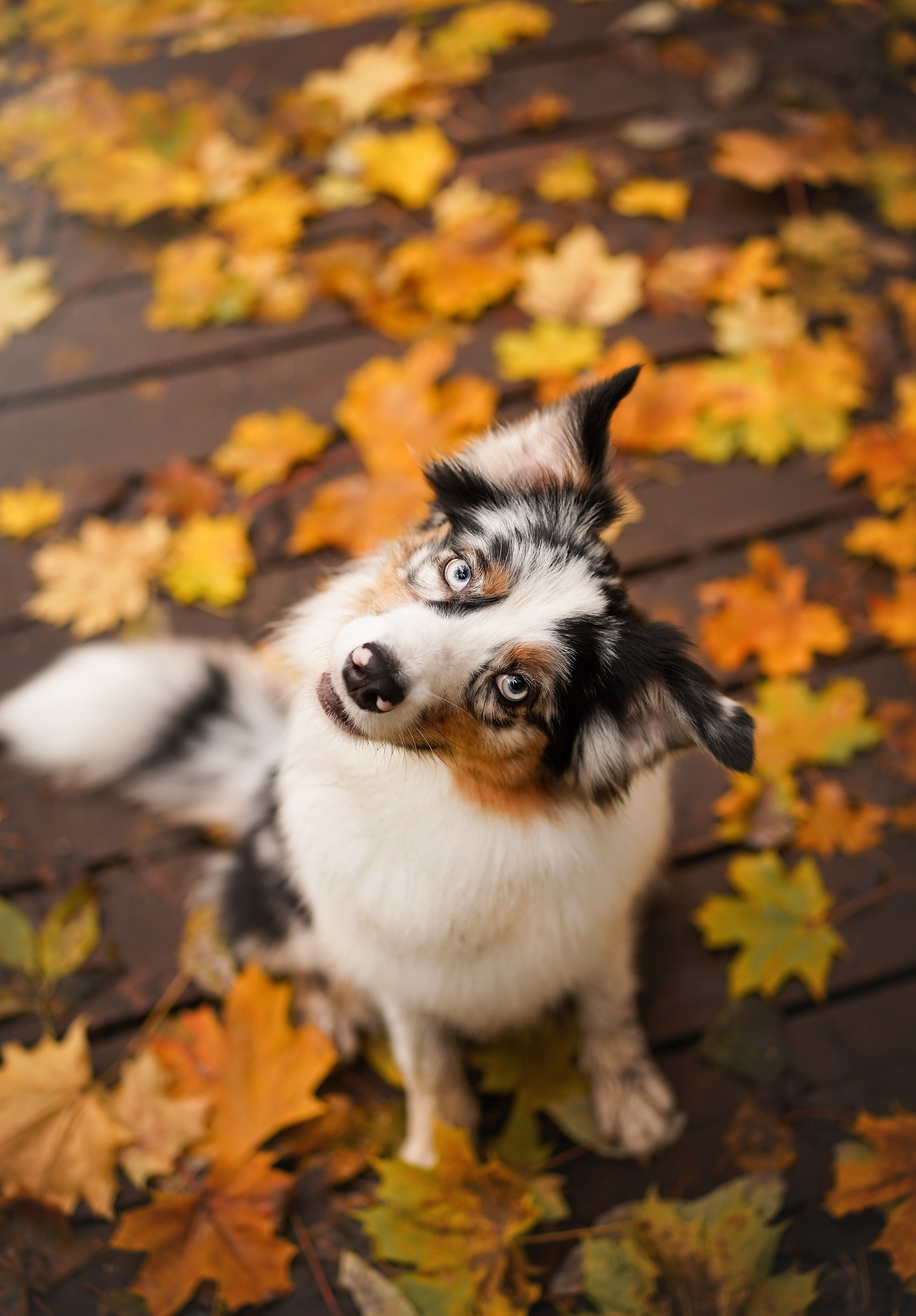 Соня Гавриил и Юкки. Фотограф-анималист в Санкт-Петербурге Яна Мартынова