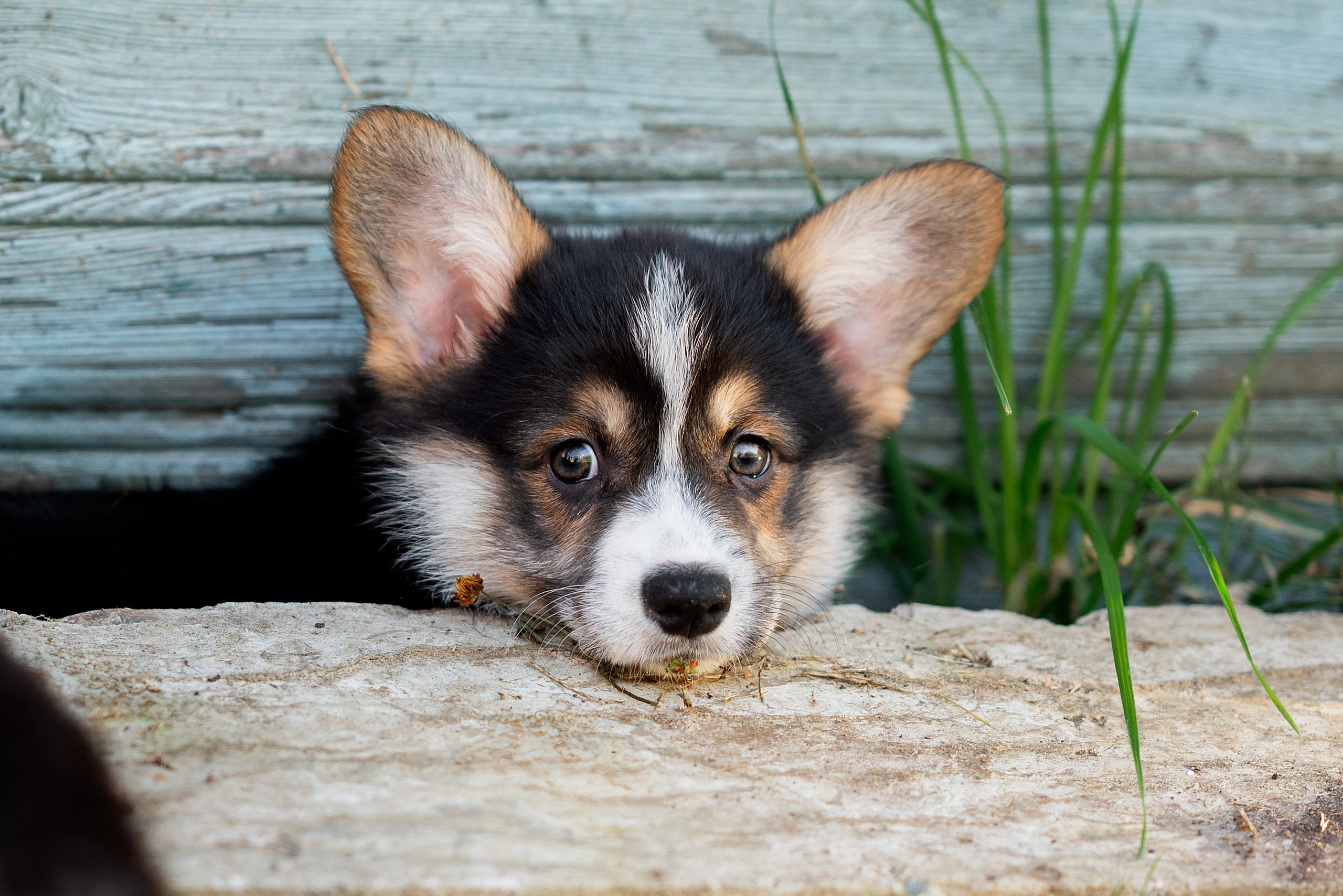 Заводчик Анастасия Подгорбунская. Творческий фотограф Вологда