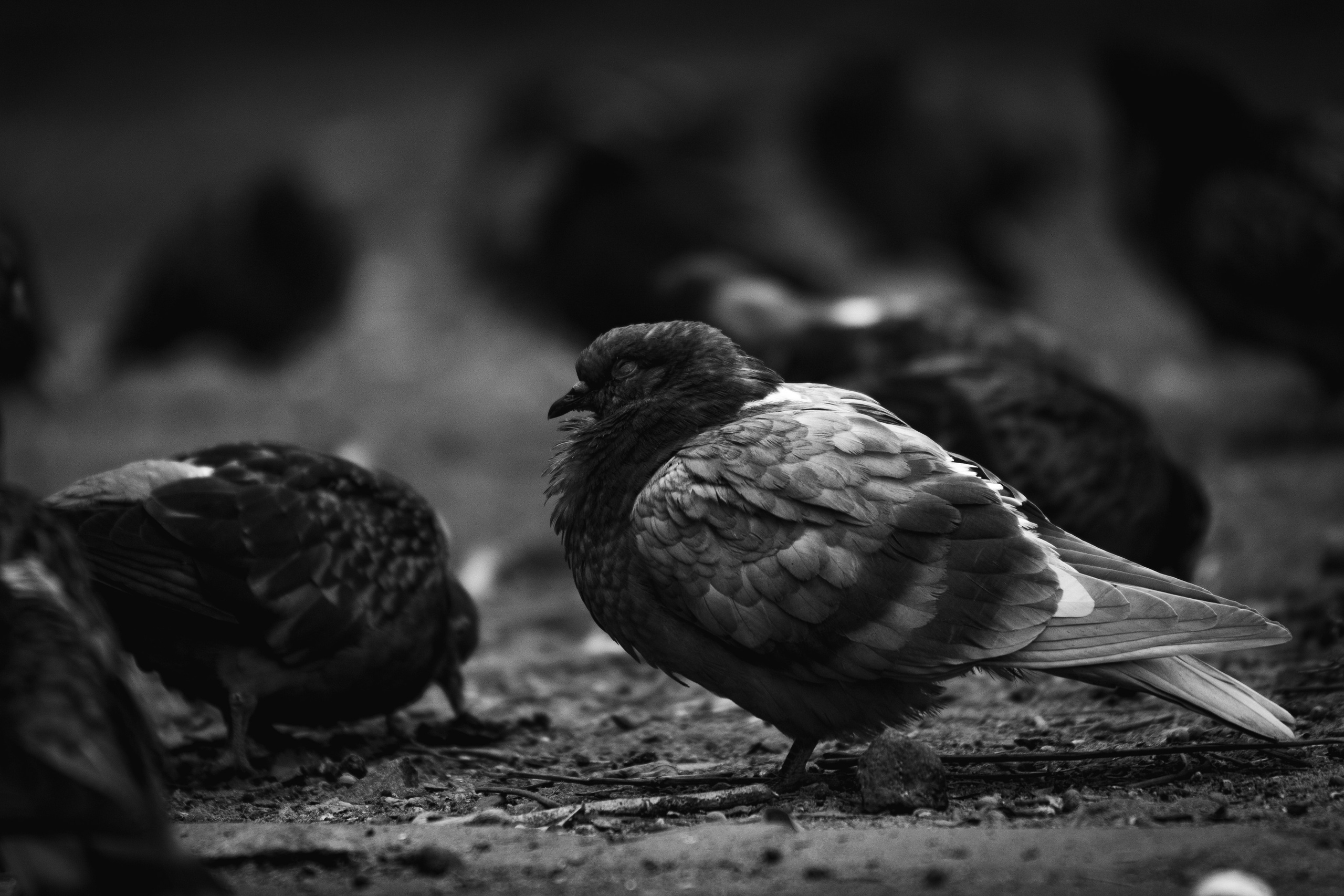 Животные. Фотограф в Ростове-на-Дону Ника Обида