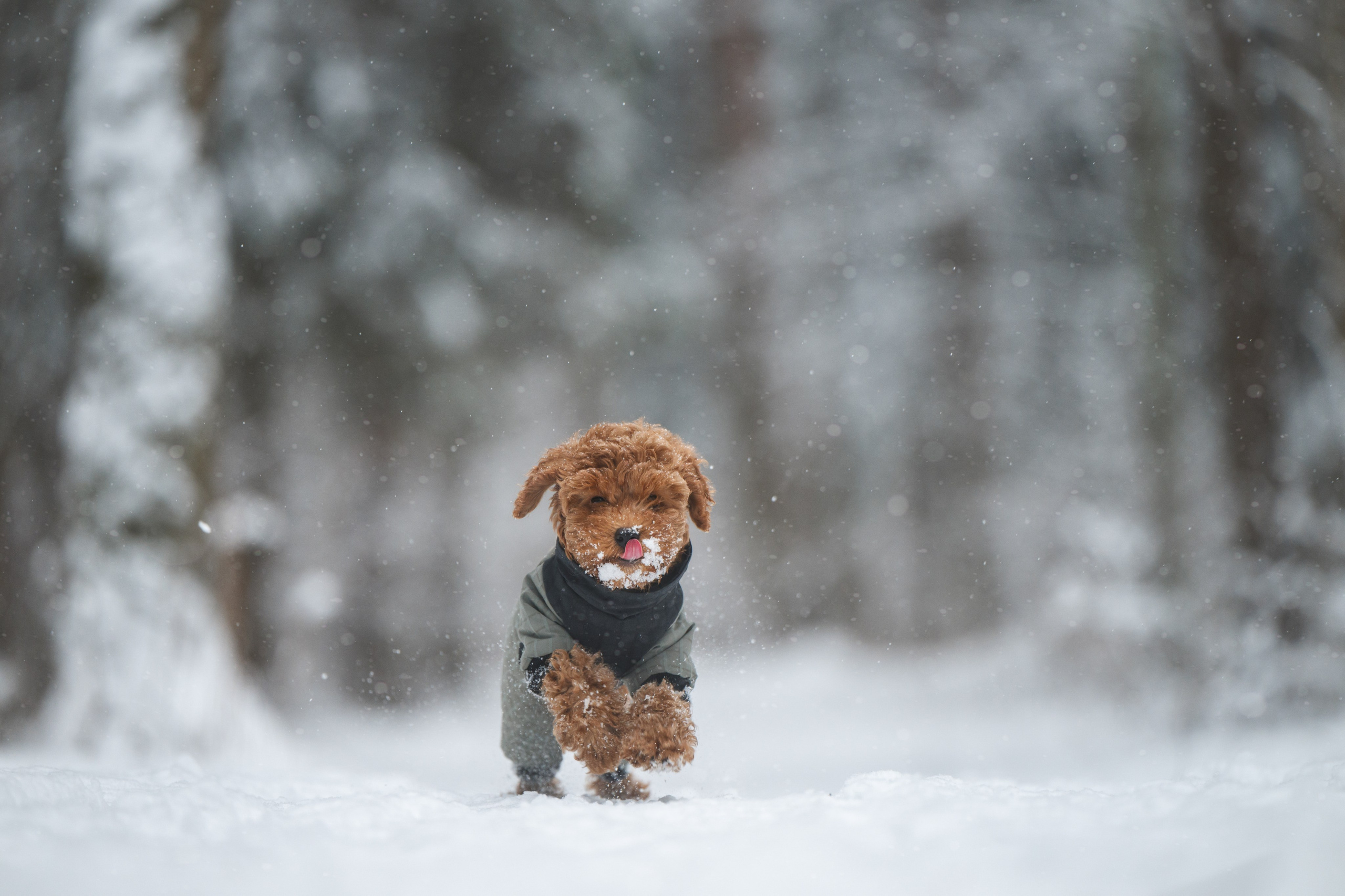 Щенок пуделя. Фотограф Анималист в Москве Анастасия Жучкова