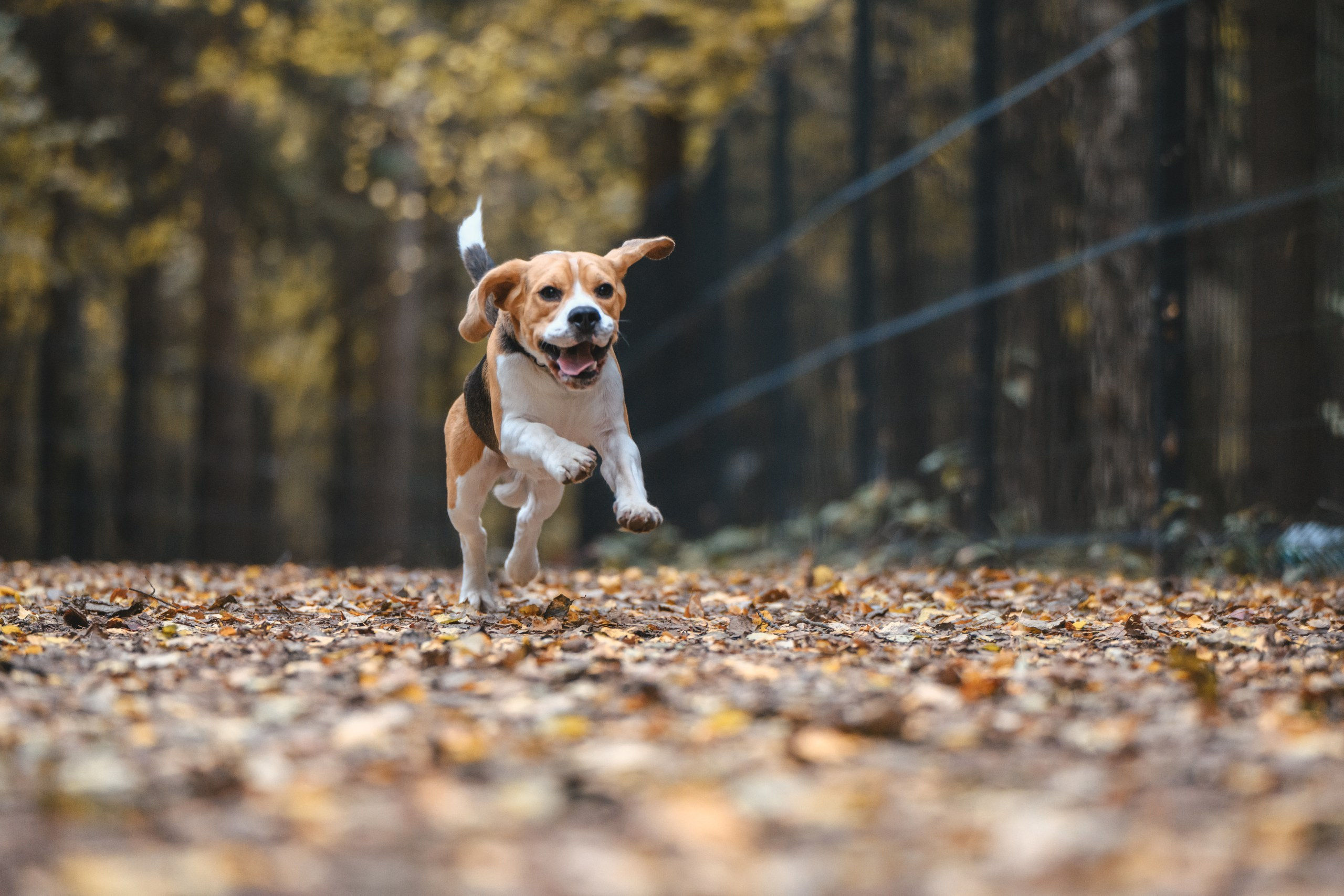 Наталья и Бока. Фотограф Анималист в Москве Анастасия Жучкова