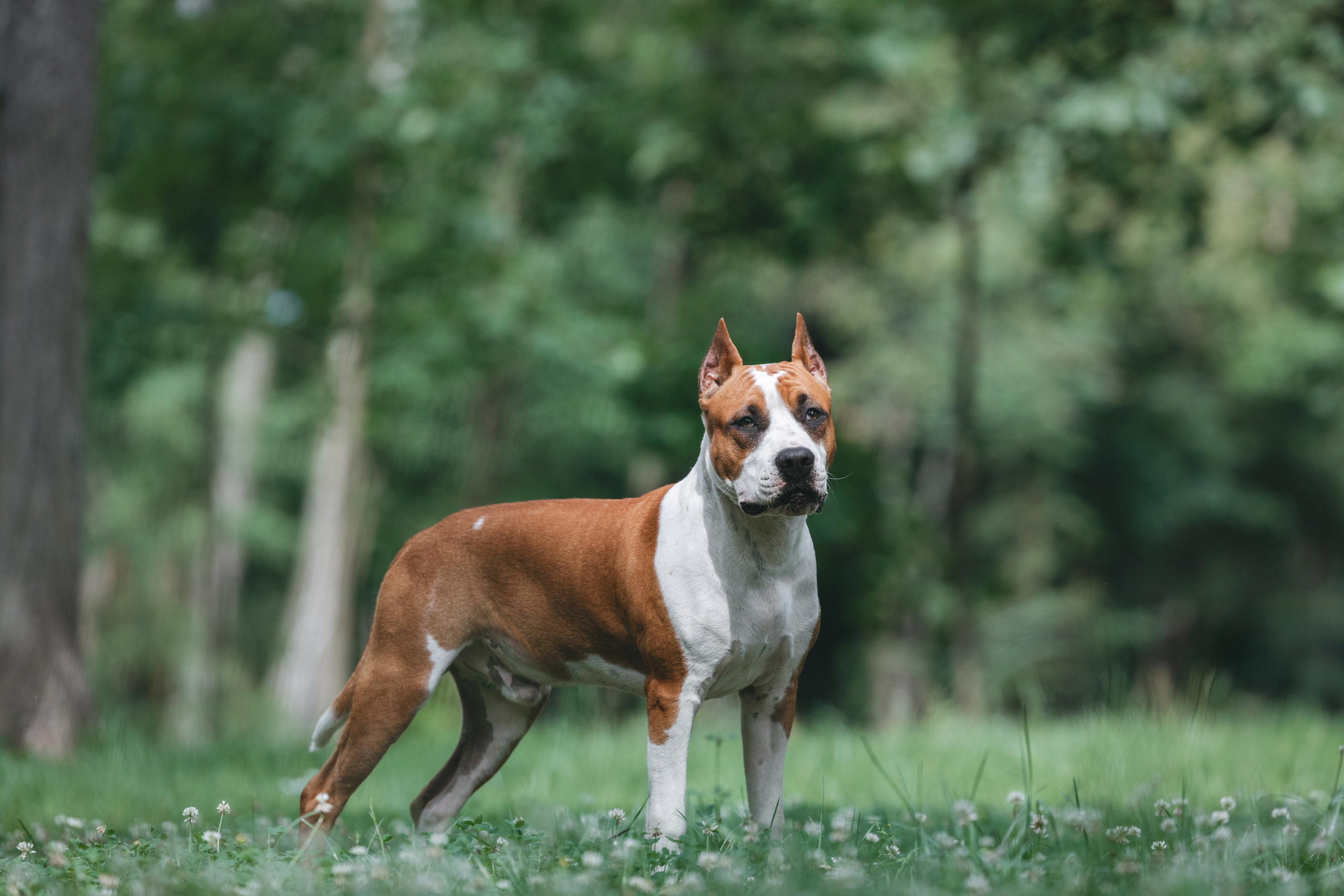Американский стаффордширский терьер. Фотограф Анималист в Москве Анастасия Жучкова