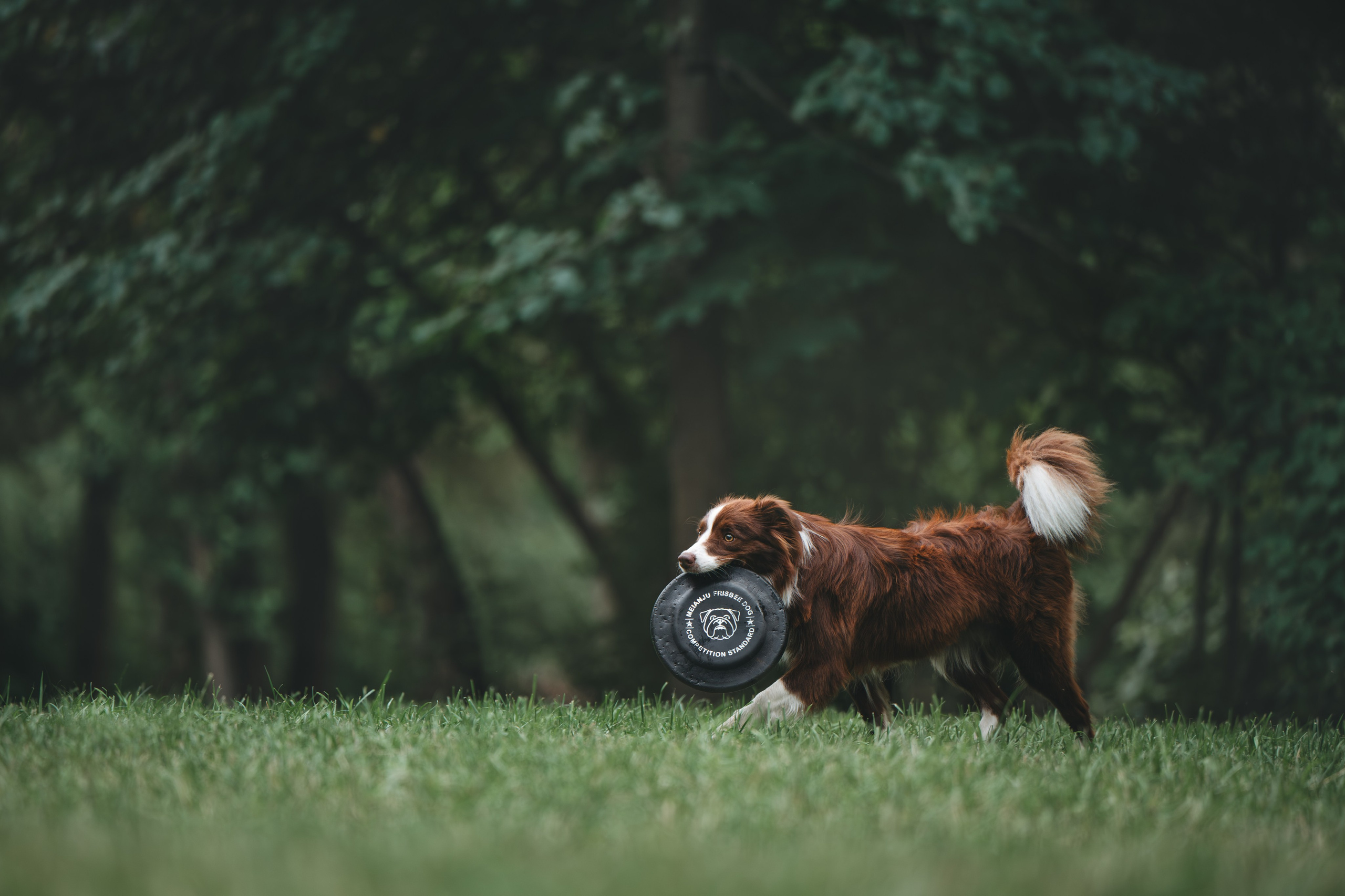 Бордер Колли. Фотограф Анималист в Москве Анастасия Жучкова