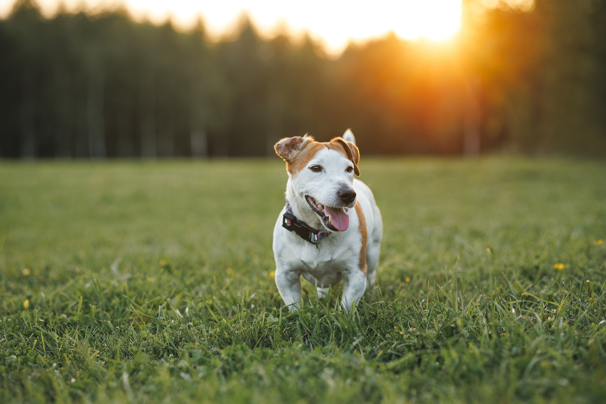 Юлиана и Риф (в обработке). Фотограф Анималист в Москве Анастасия Жучкова