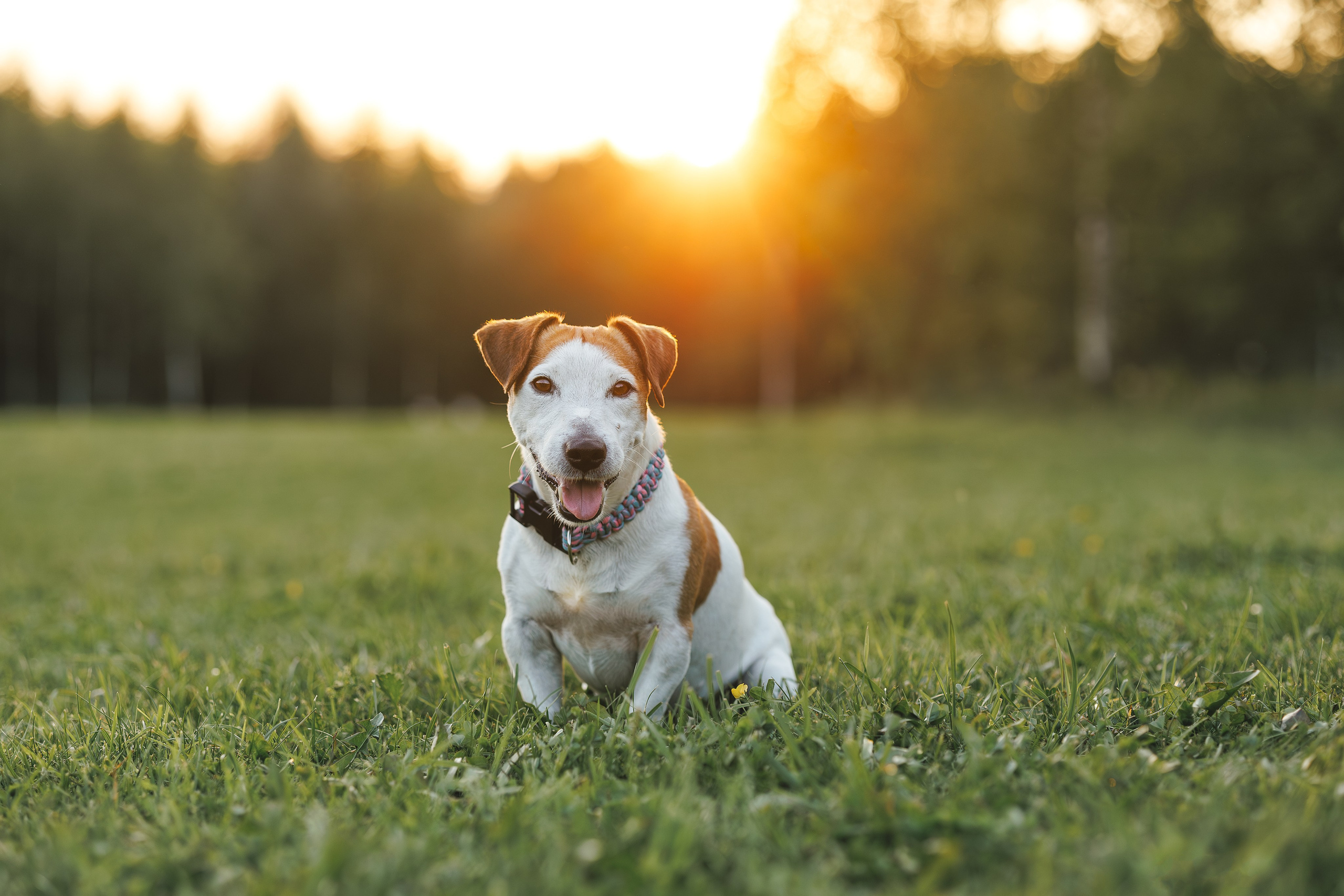 Юлиана и Риф (в обработке). Фотограф Анималист в Москве Анастасия Жучкова
