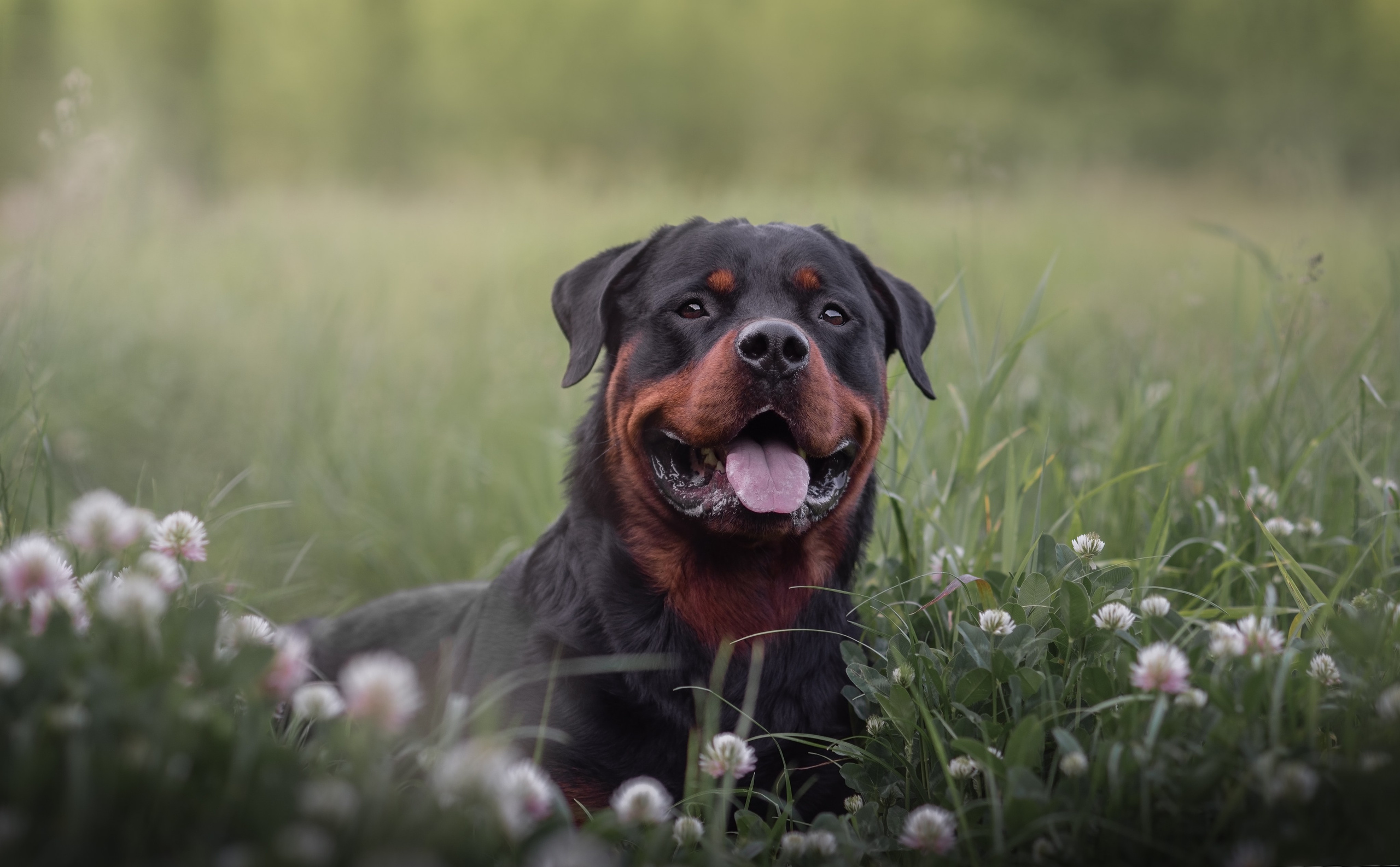 Фотограф анималист Ставрополь Яна Кудлай