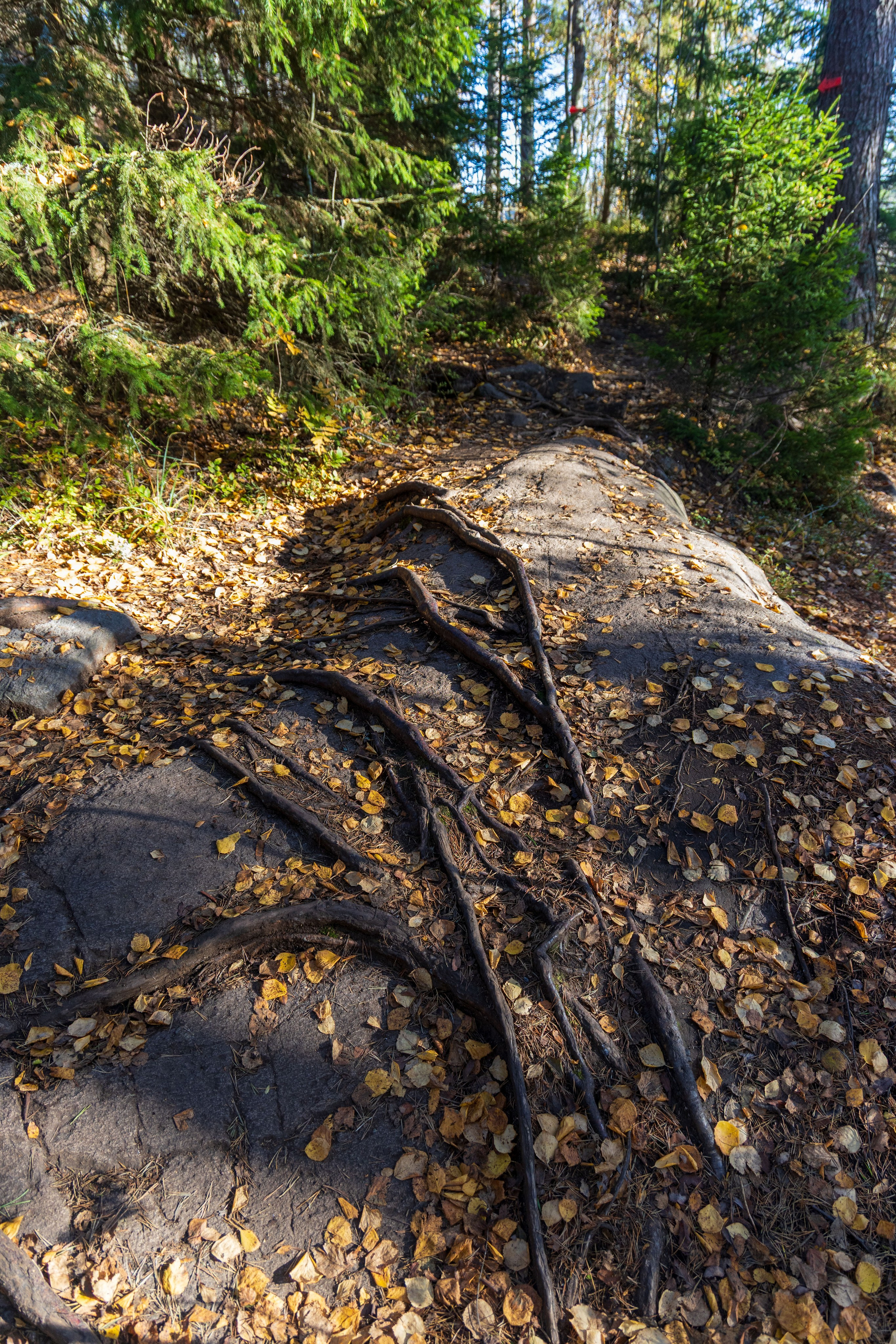 Природа Карелии октябрь 2025. Портретный и семейный фотограф Санкт-Петербург