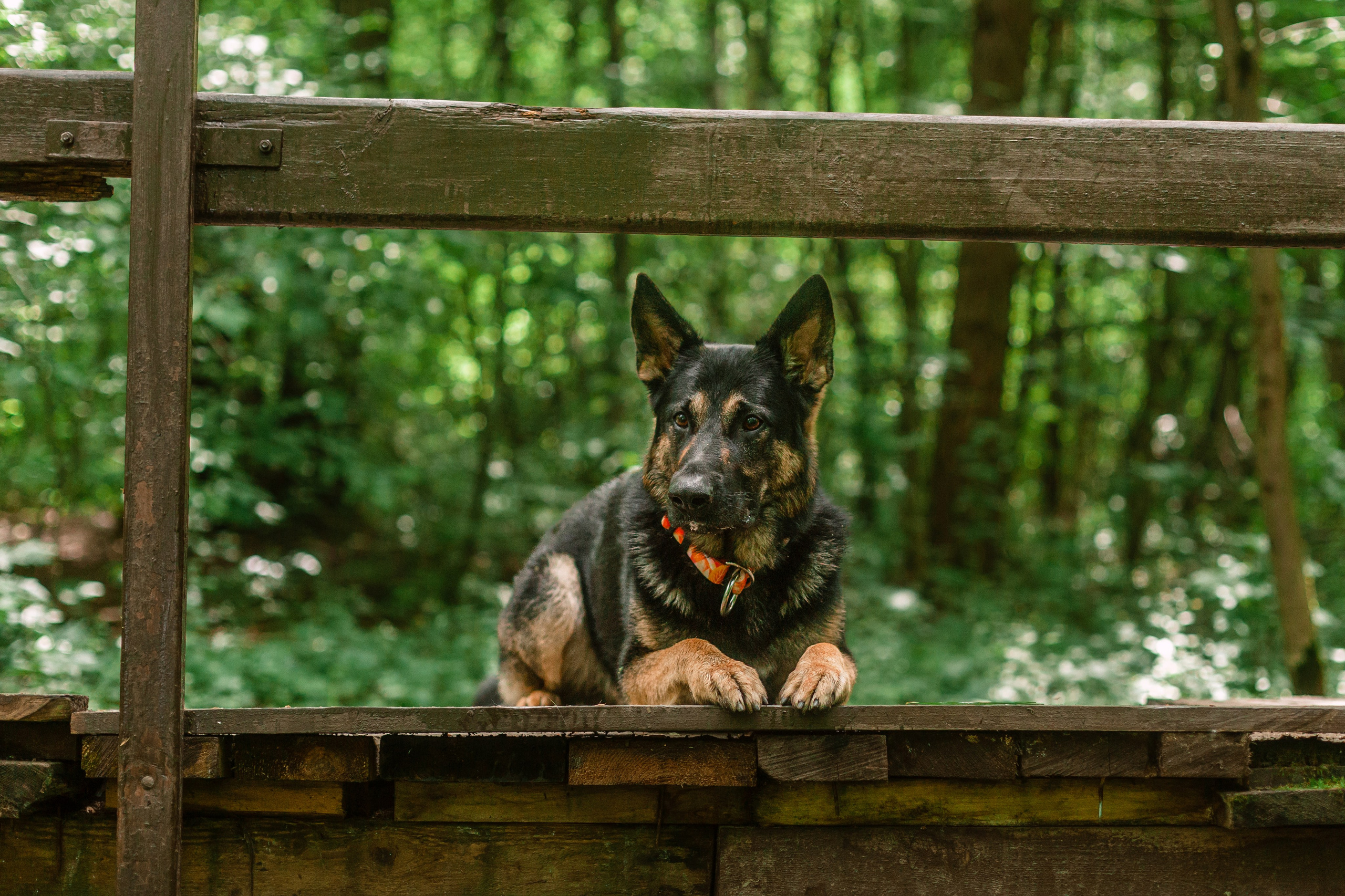Лесная летняя фотопрогулка. Фотограф-анималист Татьяна Степанова