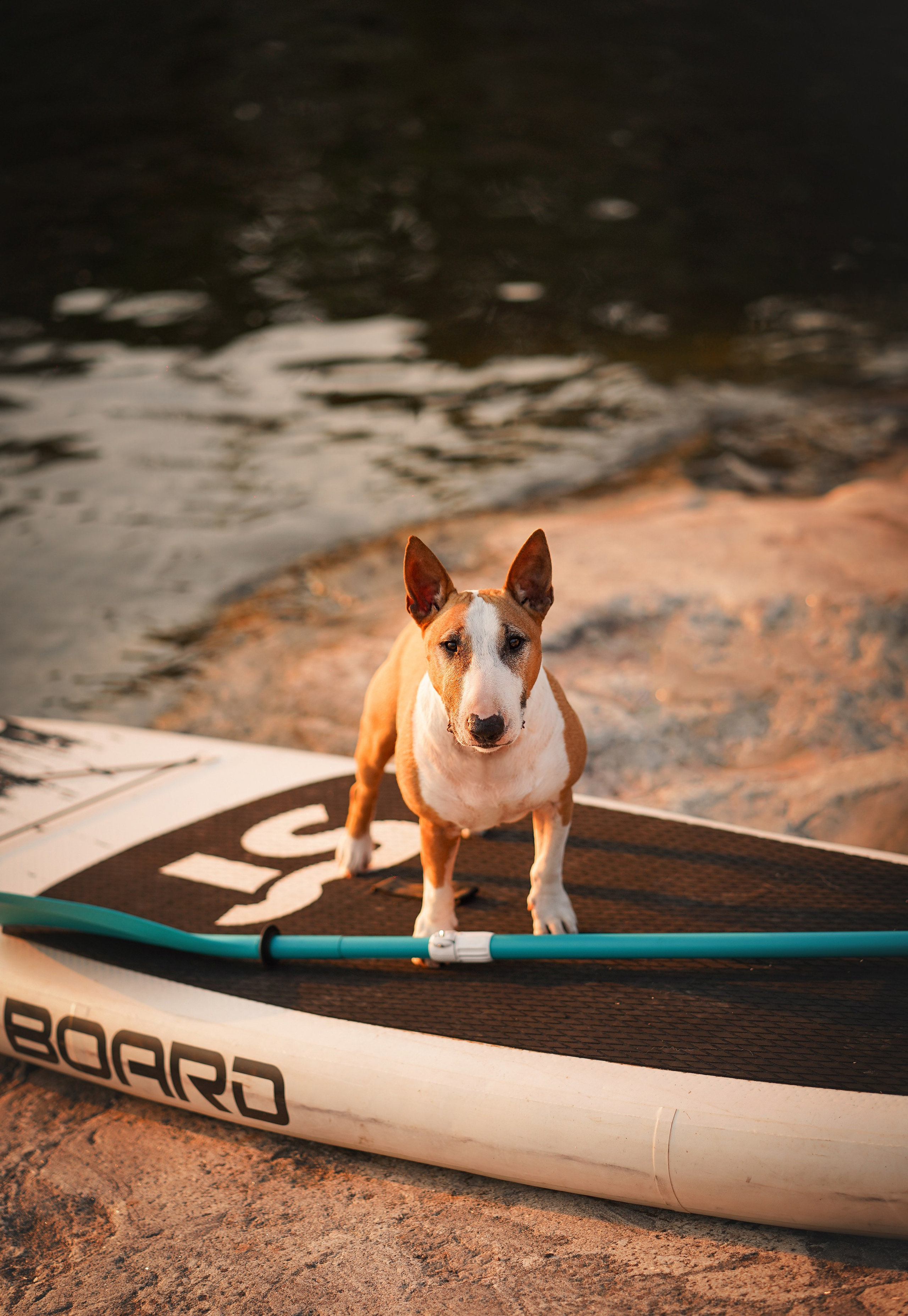 Панда SUP. Фотограф-анималист в Санкт-Петербурге Яна Мартынова