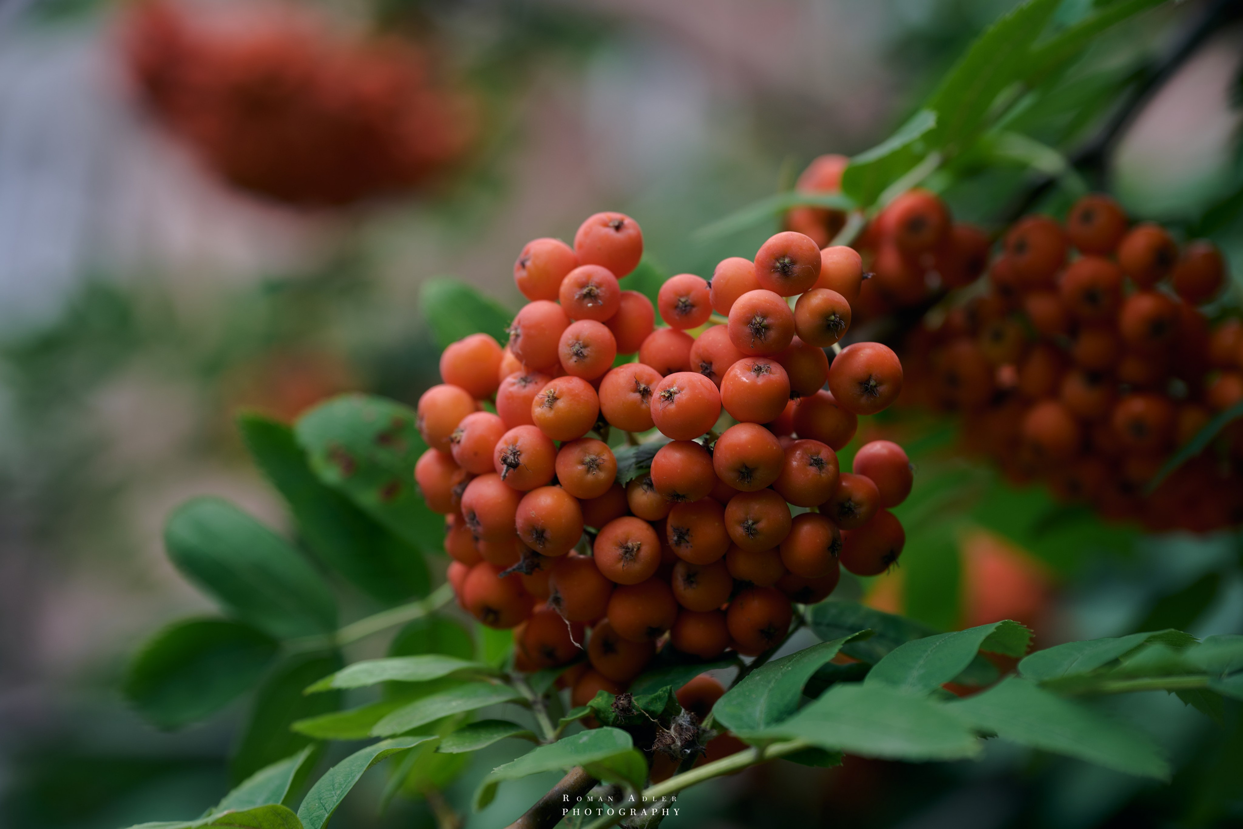 Воронеж. Август 2024. Фотограф Роман Адлер