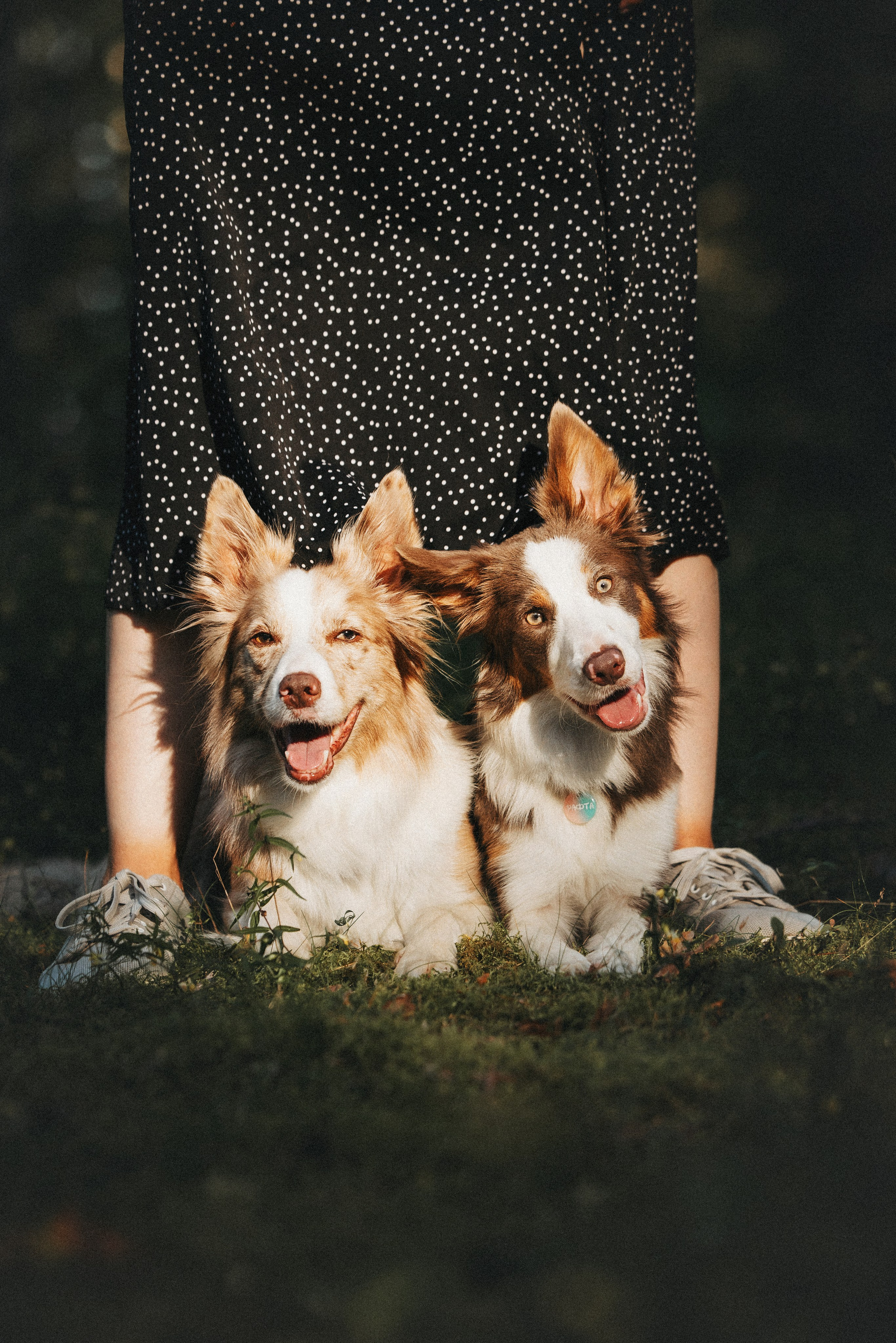 Рита, Маша и много собак. Фотограф анималист Осипчикова Мария