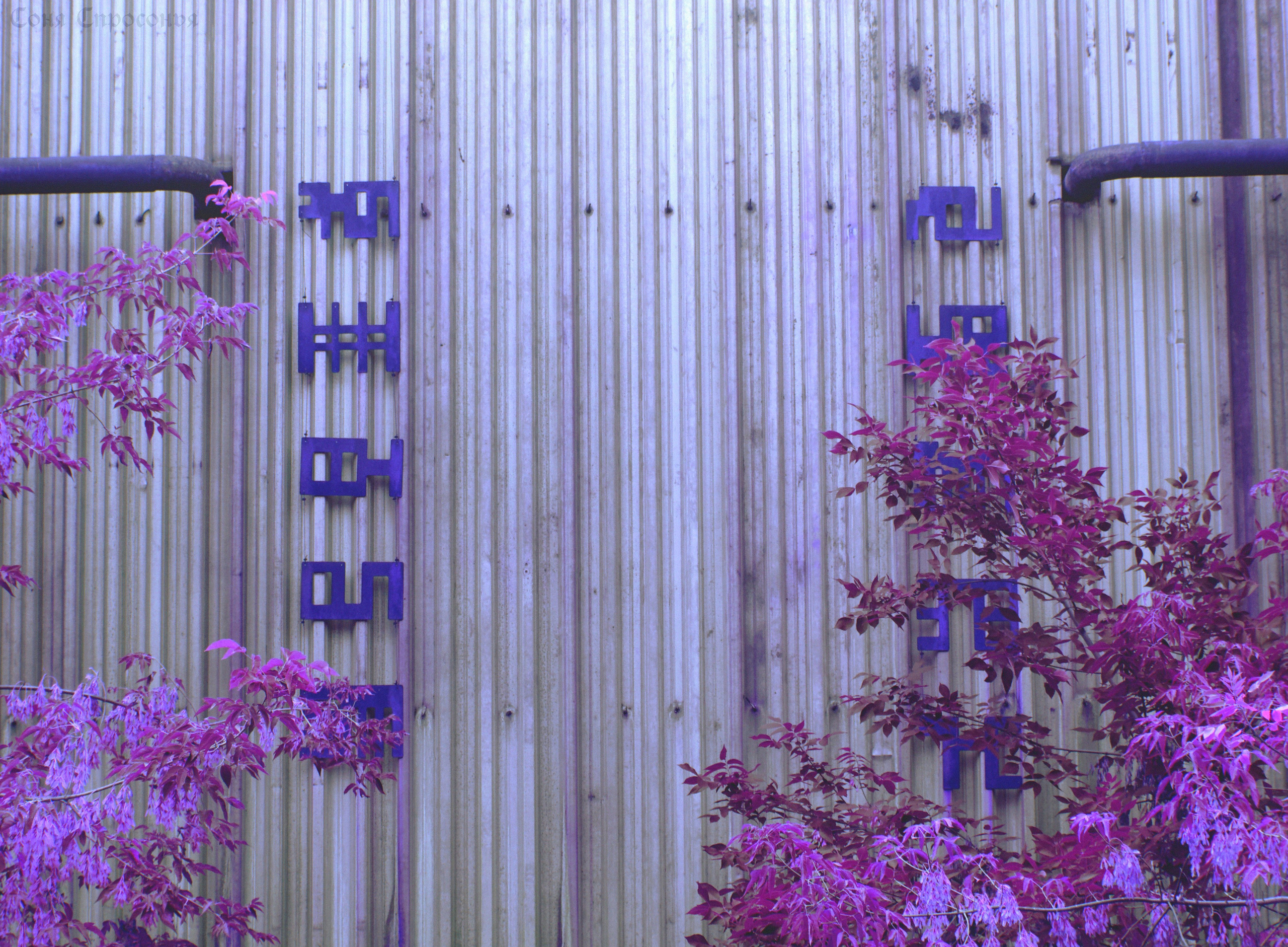 Синестетик 26.08.23. Концертный и портретный фотограф в Москве Соня Спросонья