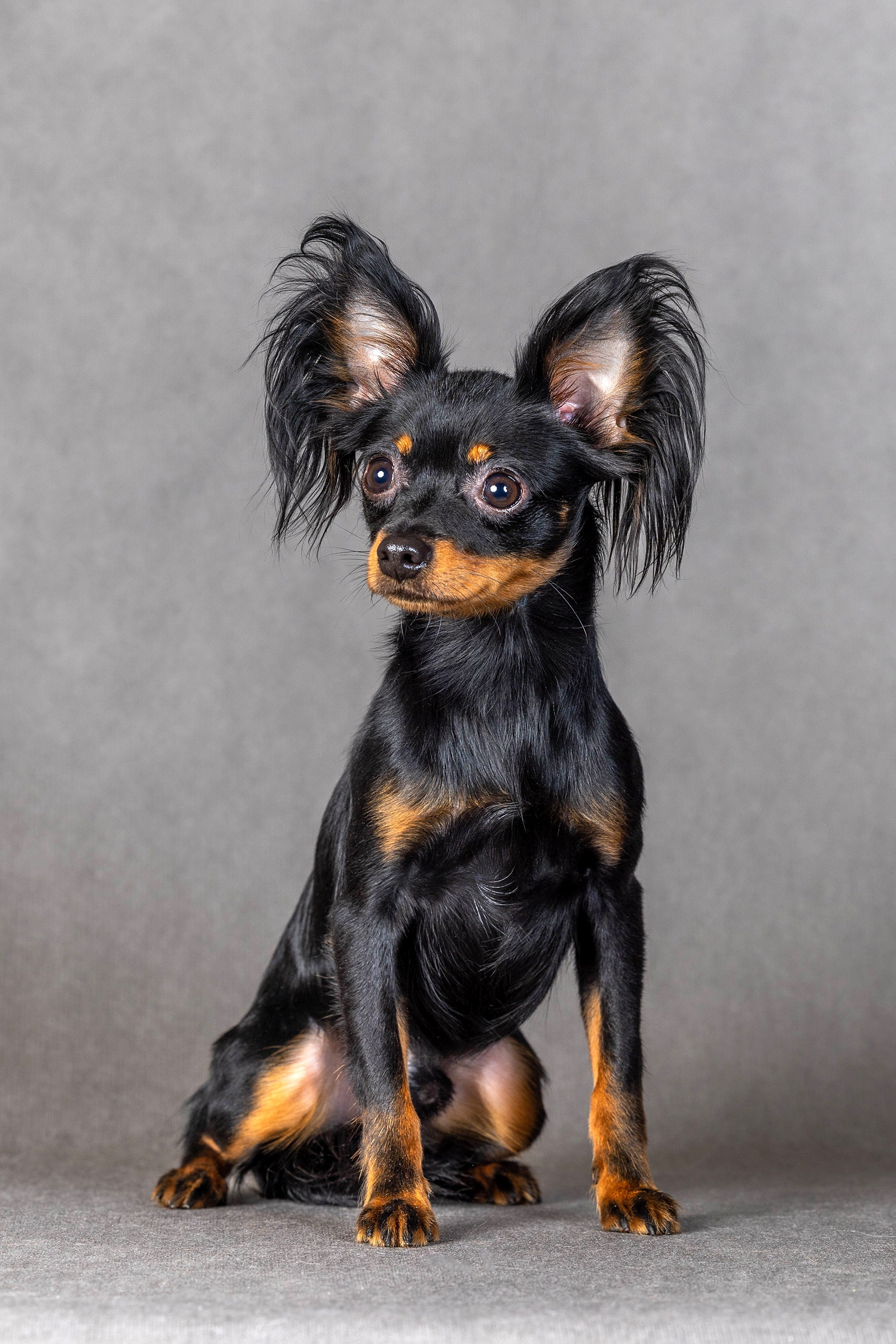 Фоны чёрный, белый, серый. Фотограф-анималист в Омске Екатерина Маричева