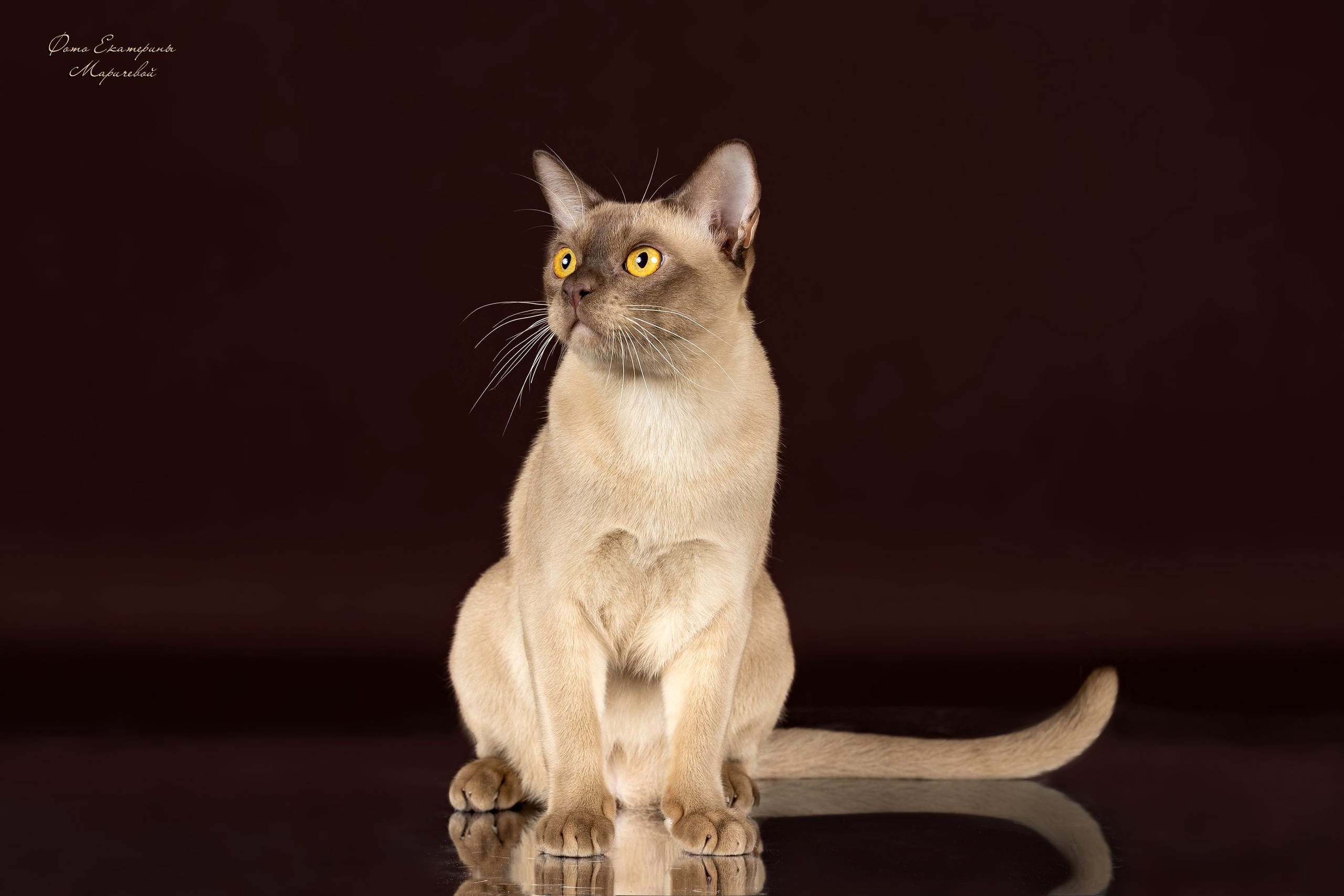 Коричневые фоны. Фотограф-анималист в Омске Екатерина Маричева