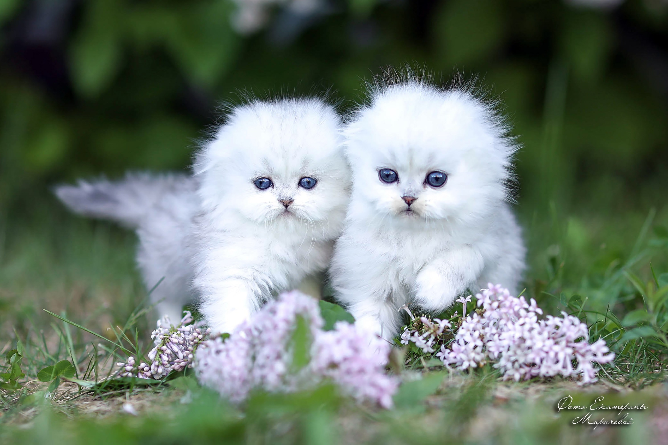 Выездная съёмка с естественным светом. Фотограф-анималист в Омске Екатерина Маричева