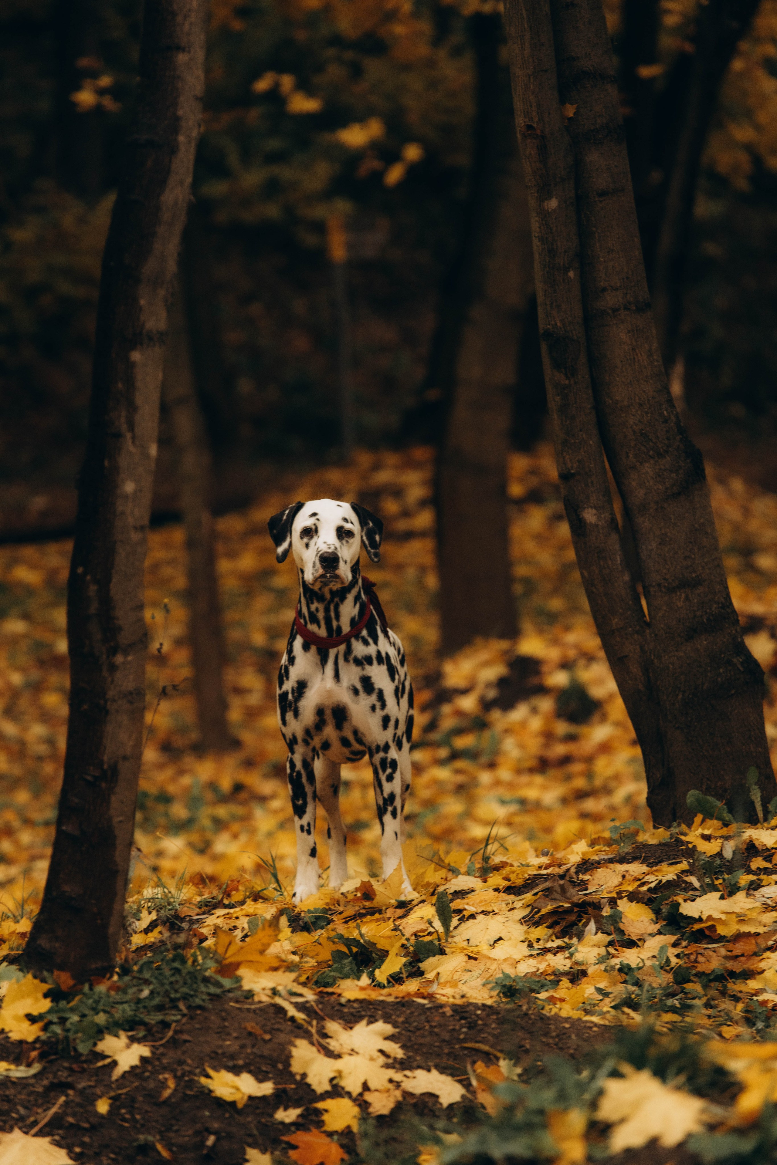 Семейный фотограф в Москве Анастасия. Фотограф в Дмитрове и в Москве. Семейный фотограф Дмитрова. Свадебный и семейный фотограф в Москве Анастасия. Помогу вам быть собой и создам теплые, живые фотографии. Семейный фотограф в Дмитрове