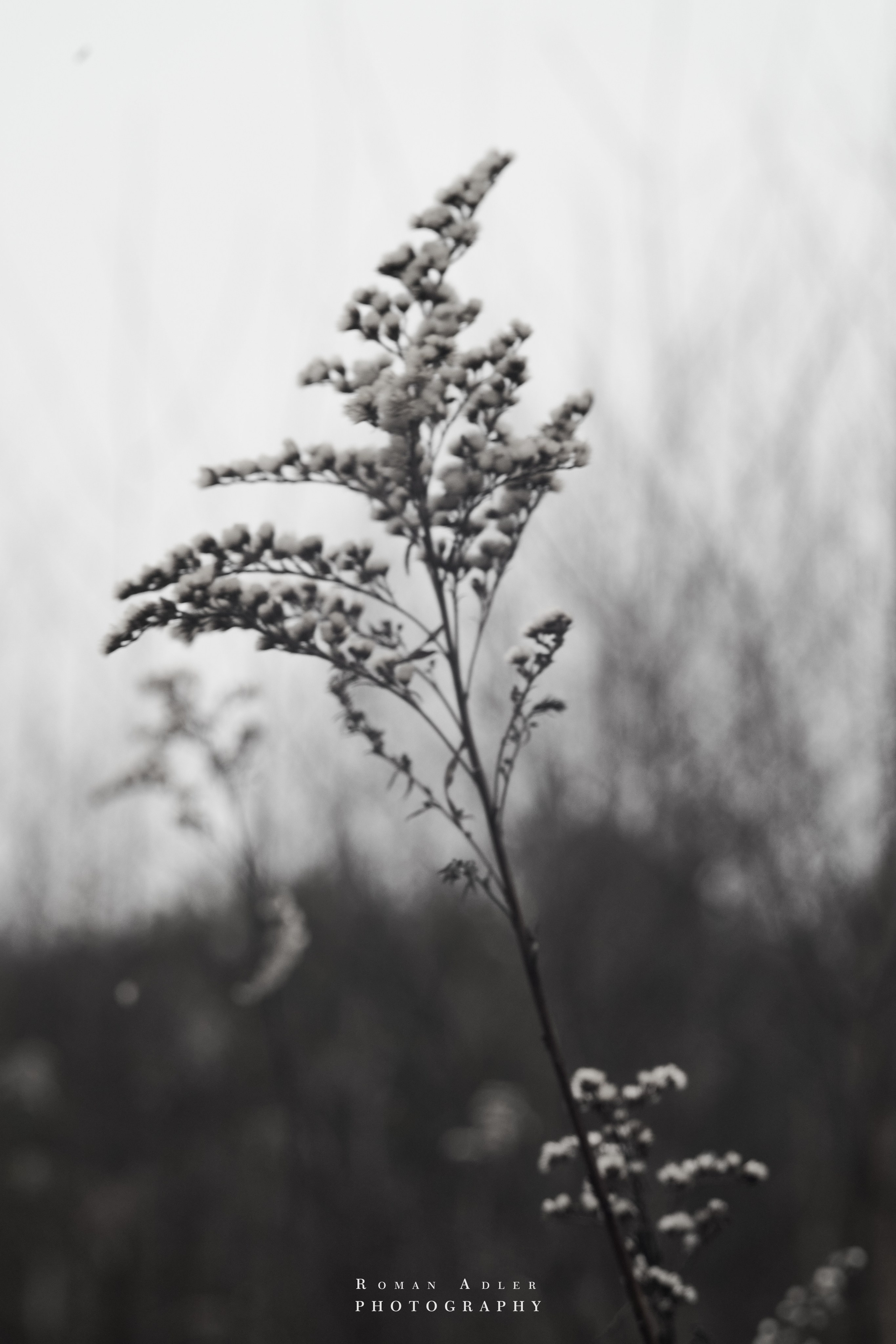 Февральский лес. Фотограф Роман Адлер