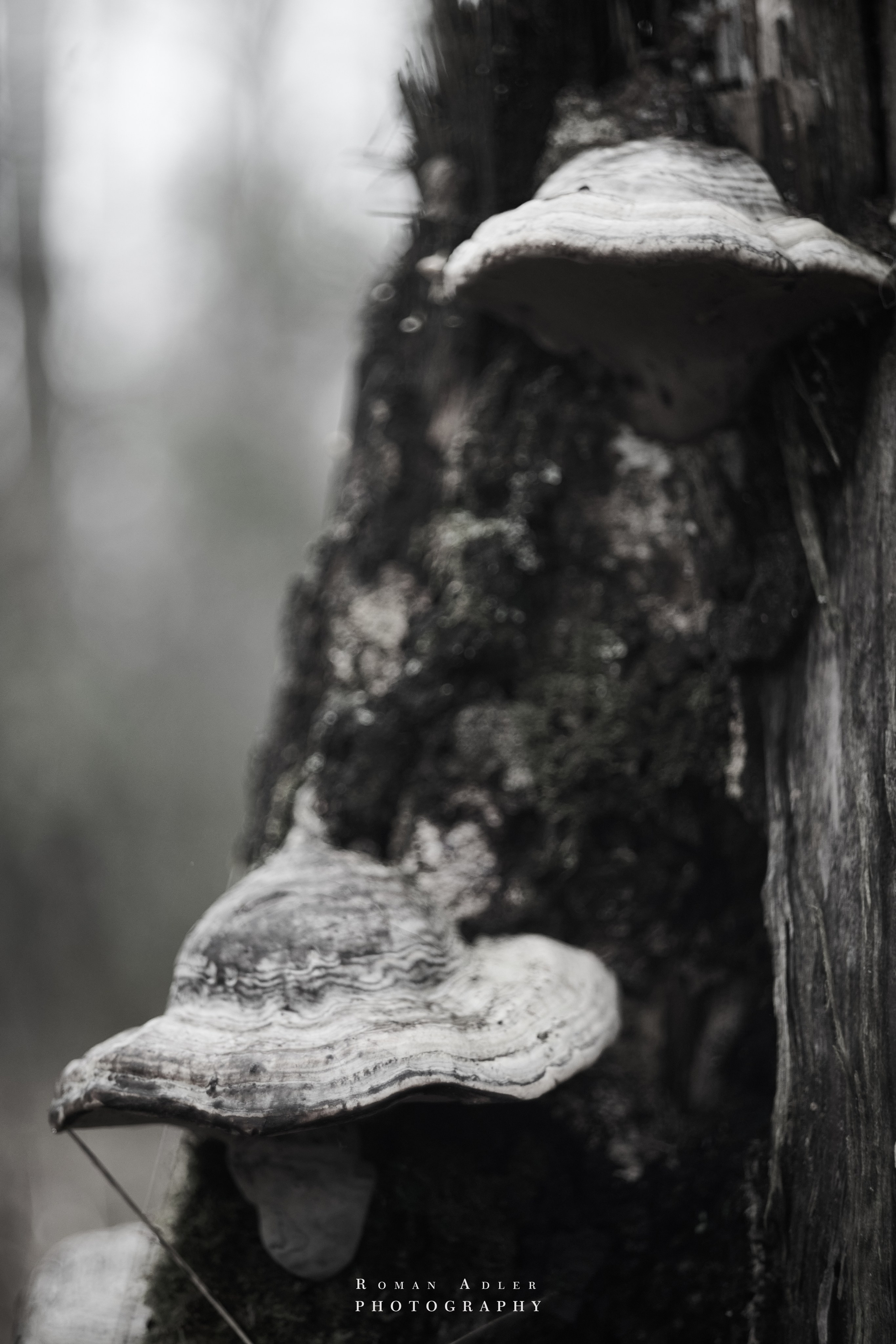 Февральский лес. Фотограф Роман Адлер