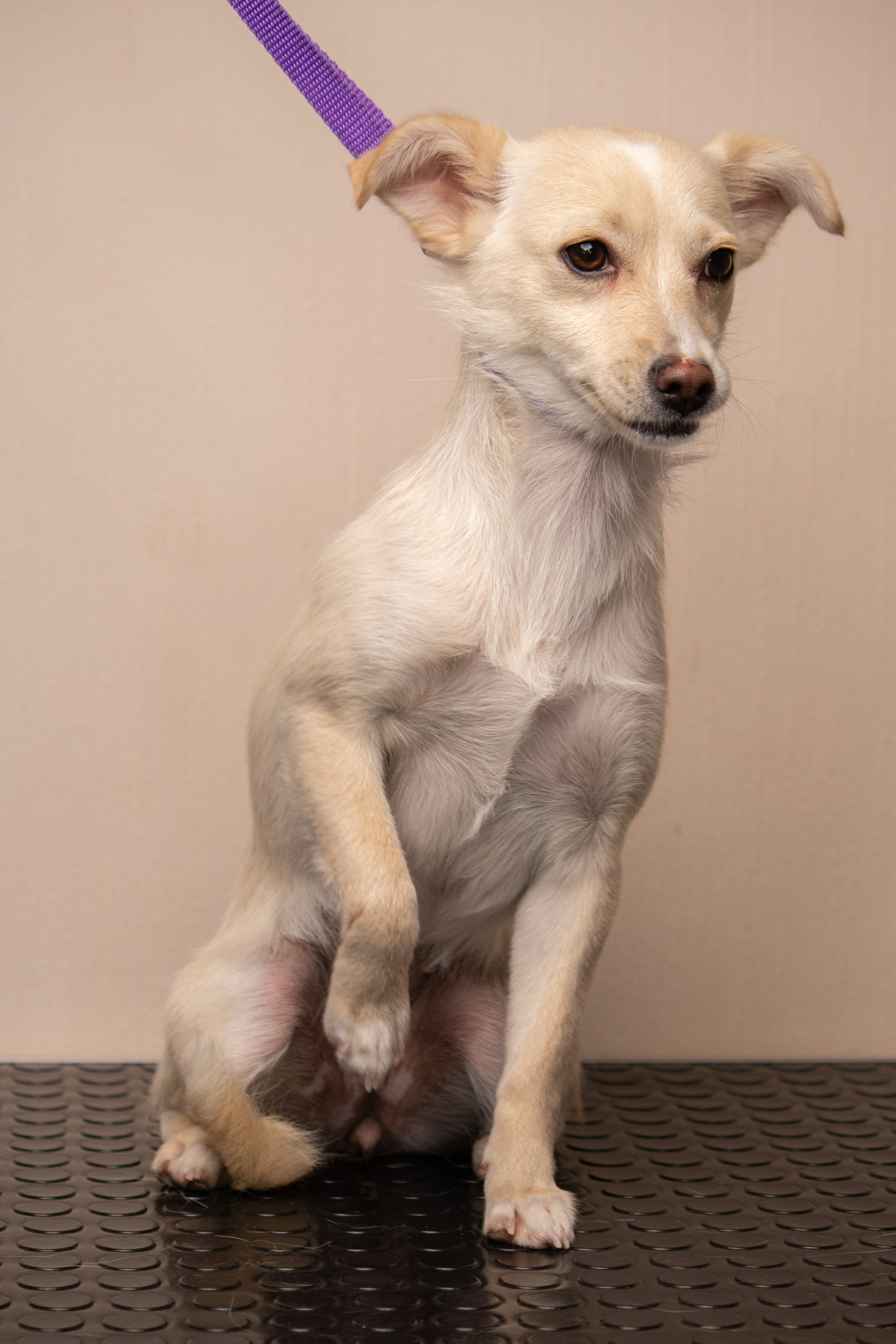 MOS`KA groom | Стрижки кошек и собак | НН. Фотограф в Нижнем Новгороде Екатерина Хисматулина