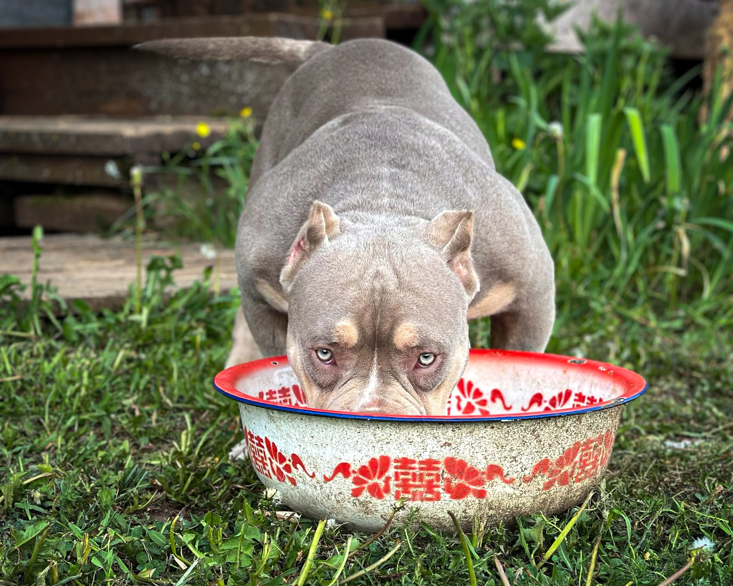 Stark. Питомник американских булли Bounty Pride Bully