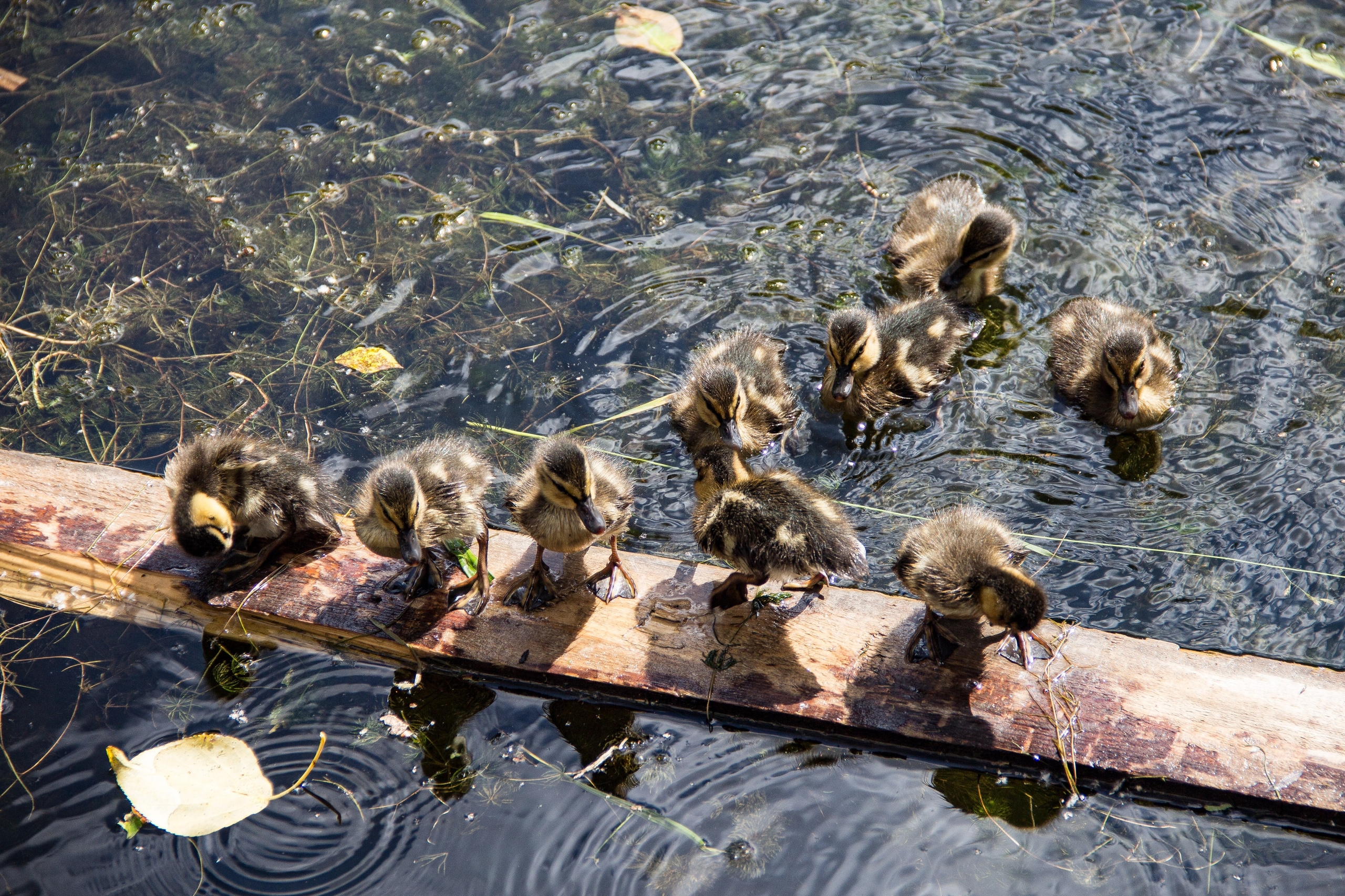 Family: Виктория. Фотограф в Перми Любовь Огородова | Авторские туры