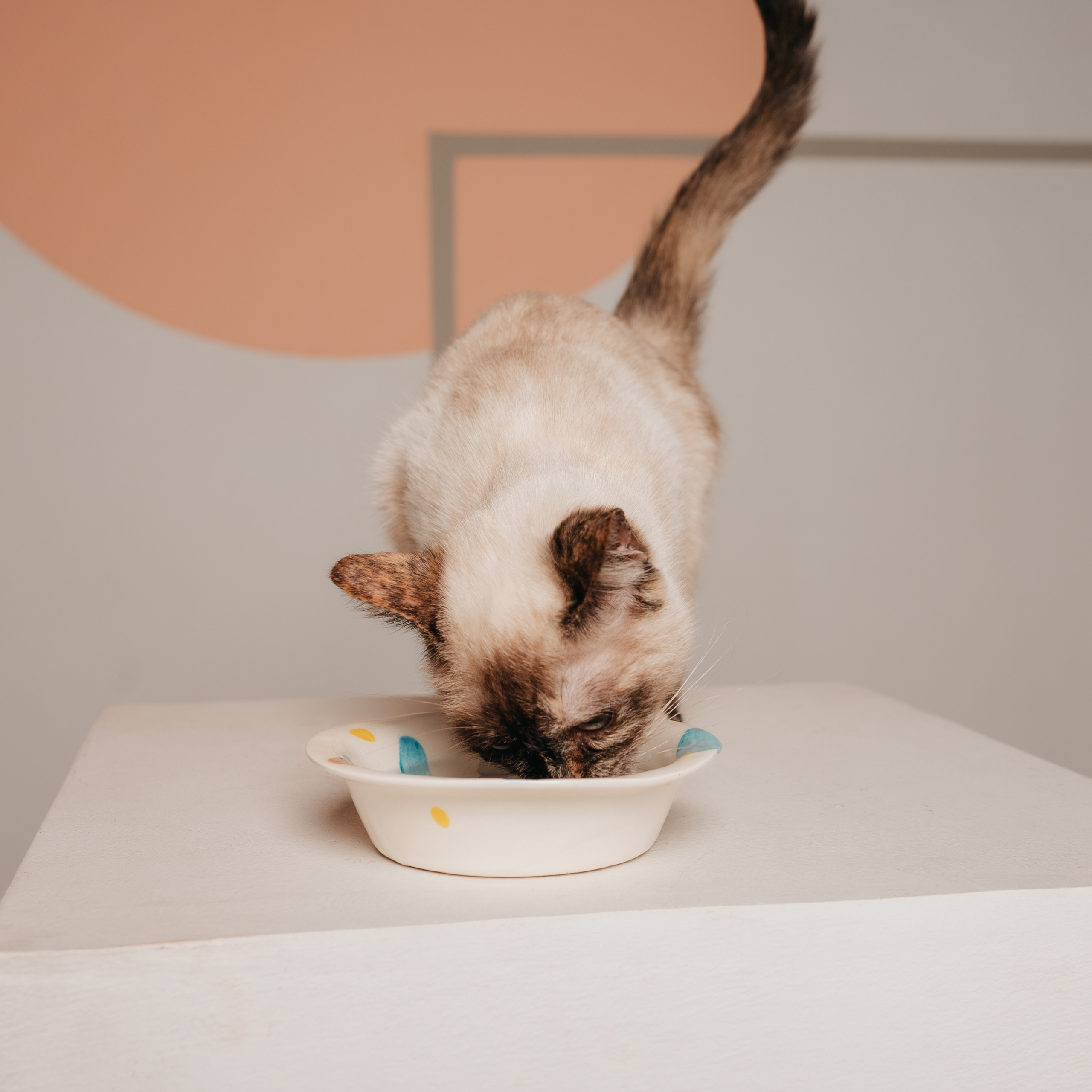 Cosmodog. Миски и лакомства. Семейный фотограф анималист Ананьева Мария — Москва