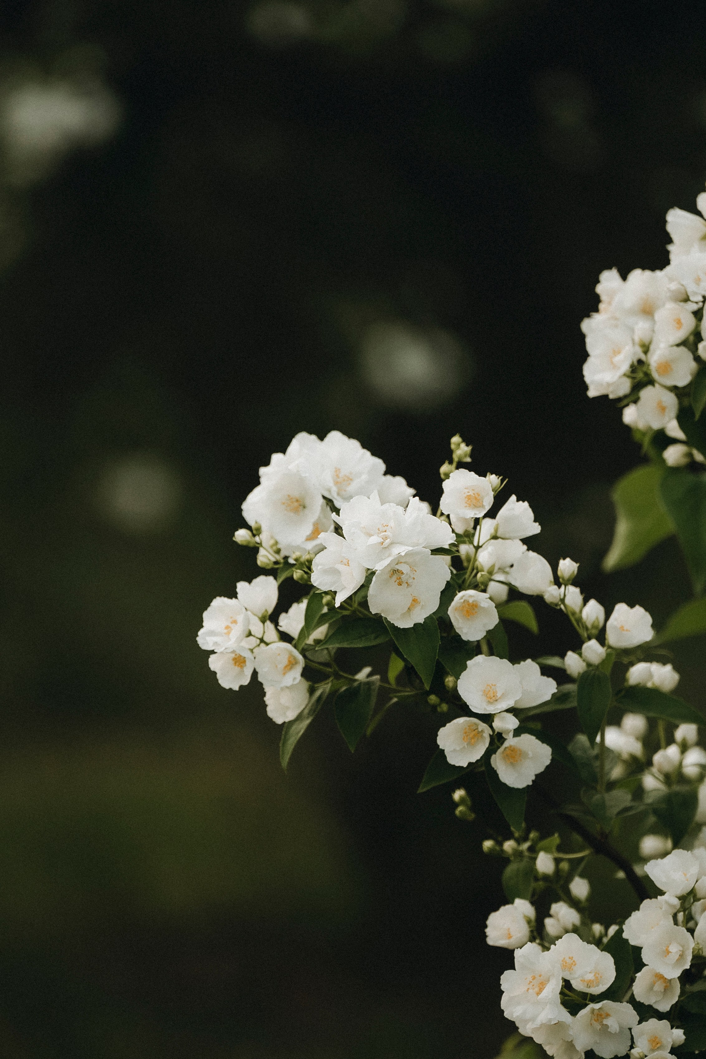 Вика, Ари и Нави. Семейный фотограф анималист Ананьева Мария — Москва