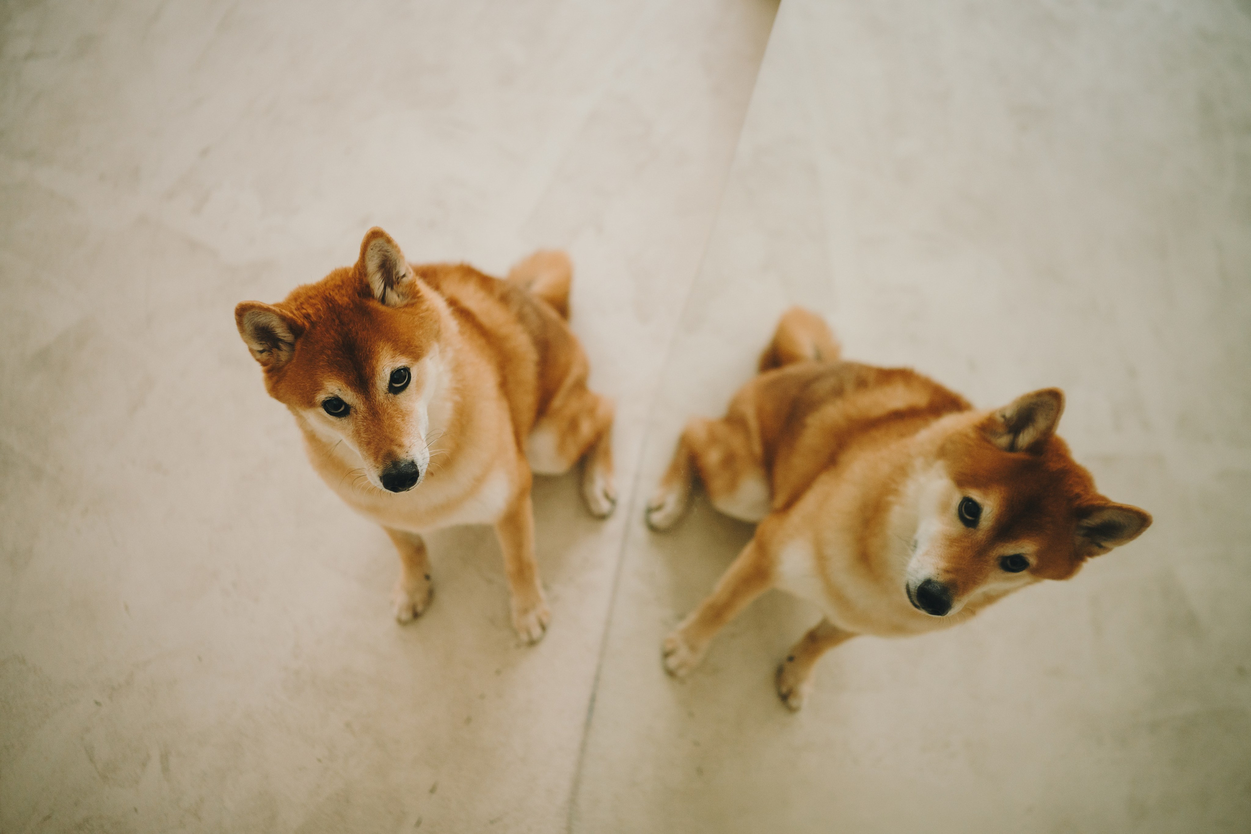 День рождения Кексика. Семейный фотограф анималист Ананьева Мария — Москва